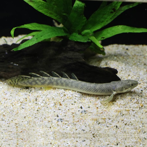 Ｐｏ，パルマス（コンゴ）（Ｍ）