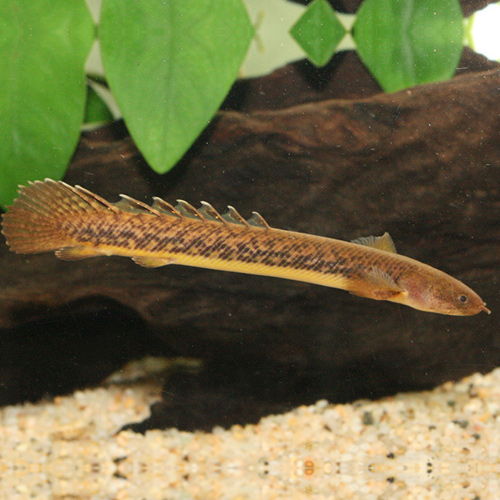 Ｐｏ，トゥジェルシー（ブリード）（Ｍ）