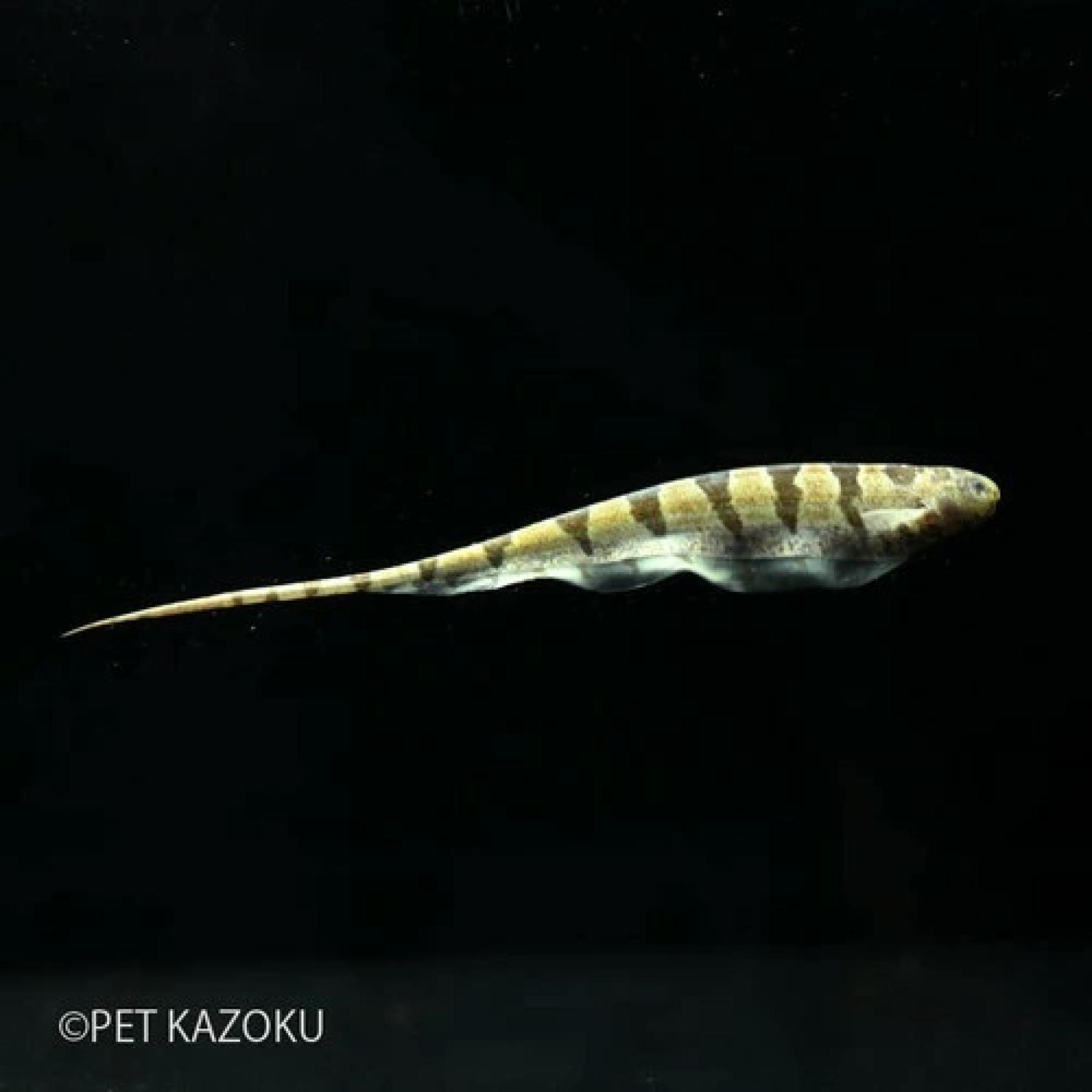 リーフナイフフィッシュ（ペルー）