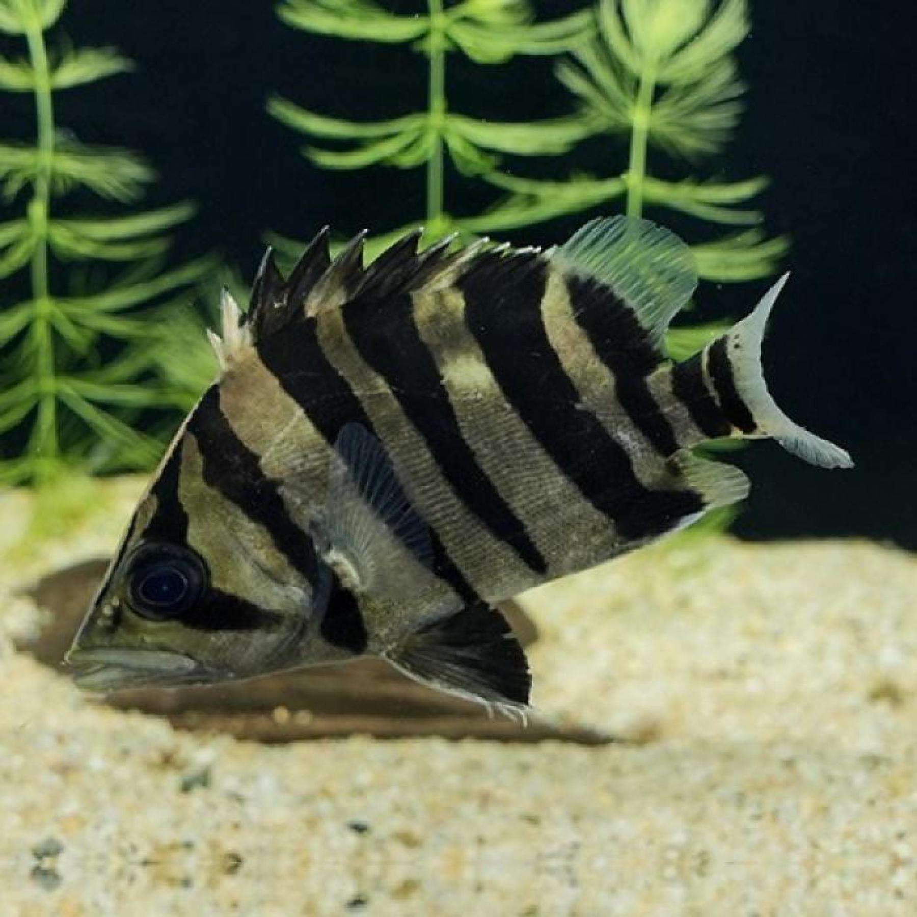 ダトニオプラスワン（ＳＭ）