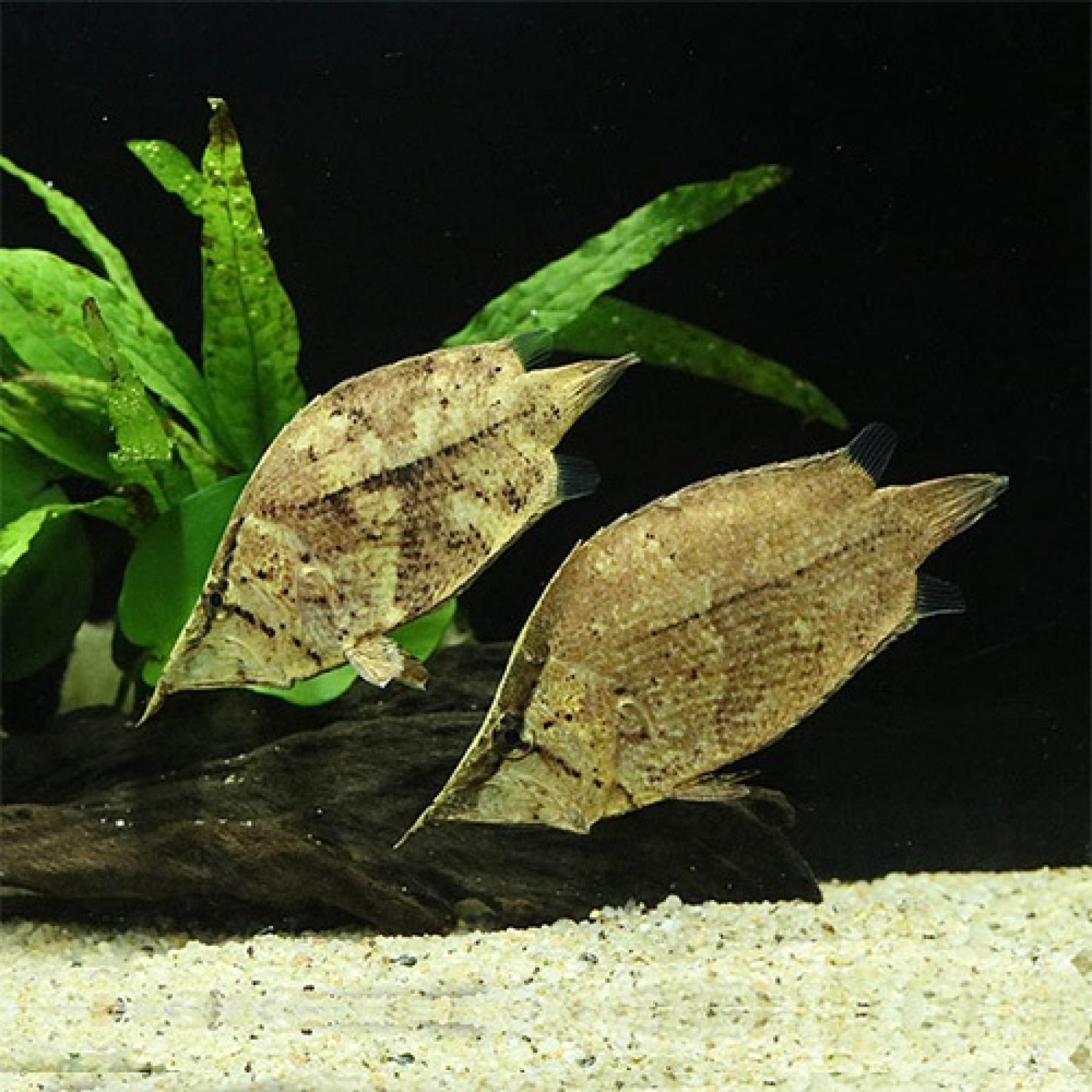 南米リーフフィッシュ（コロンビア）