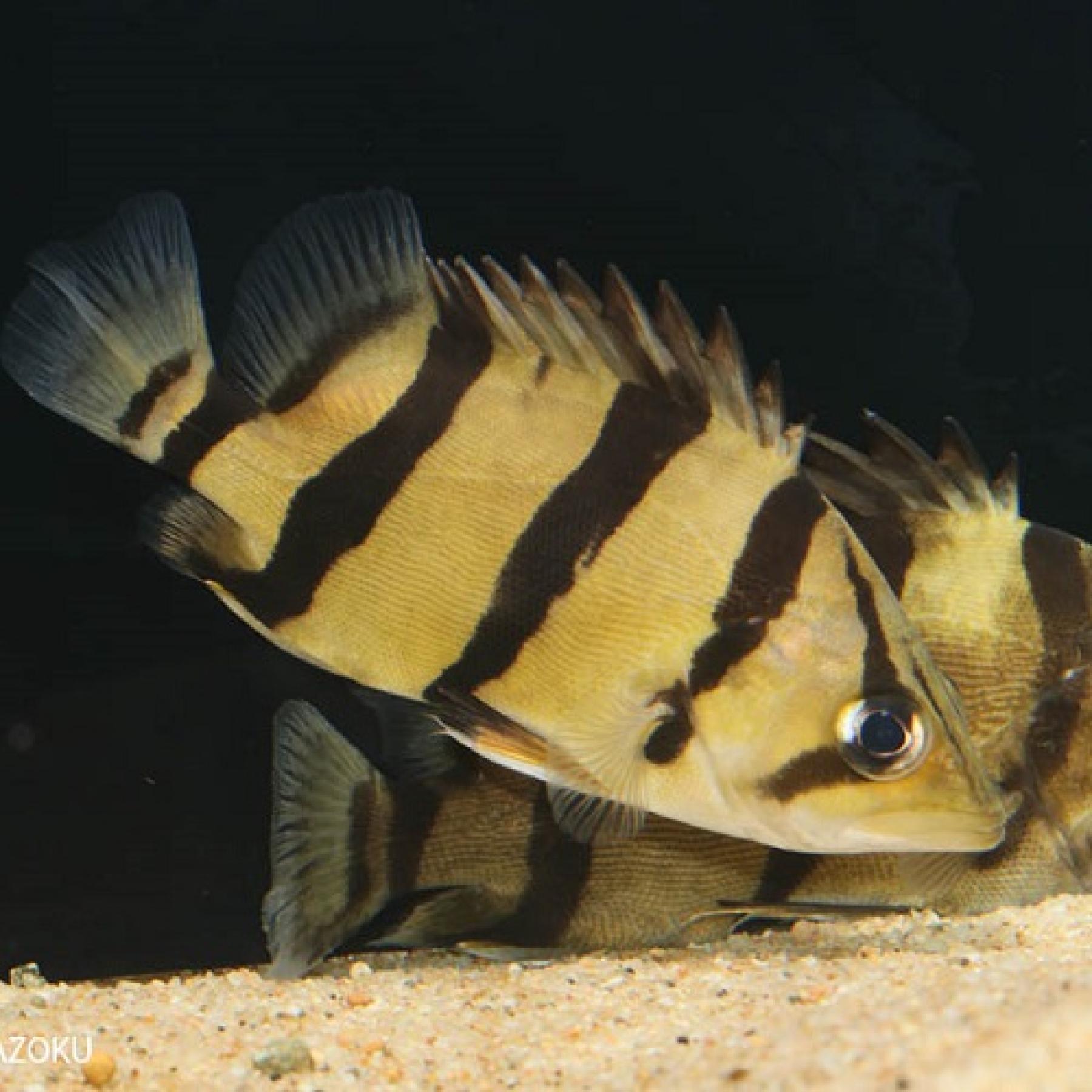 フォーバータイガーフィッシュ（ベトナム）（Ｌ）