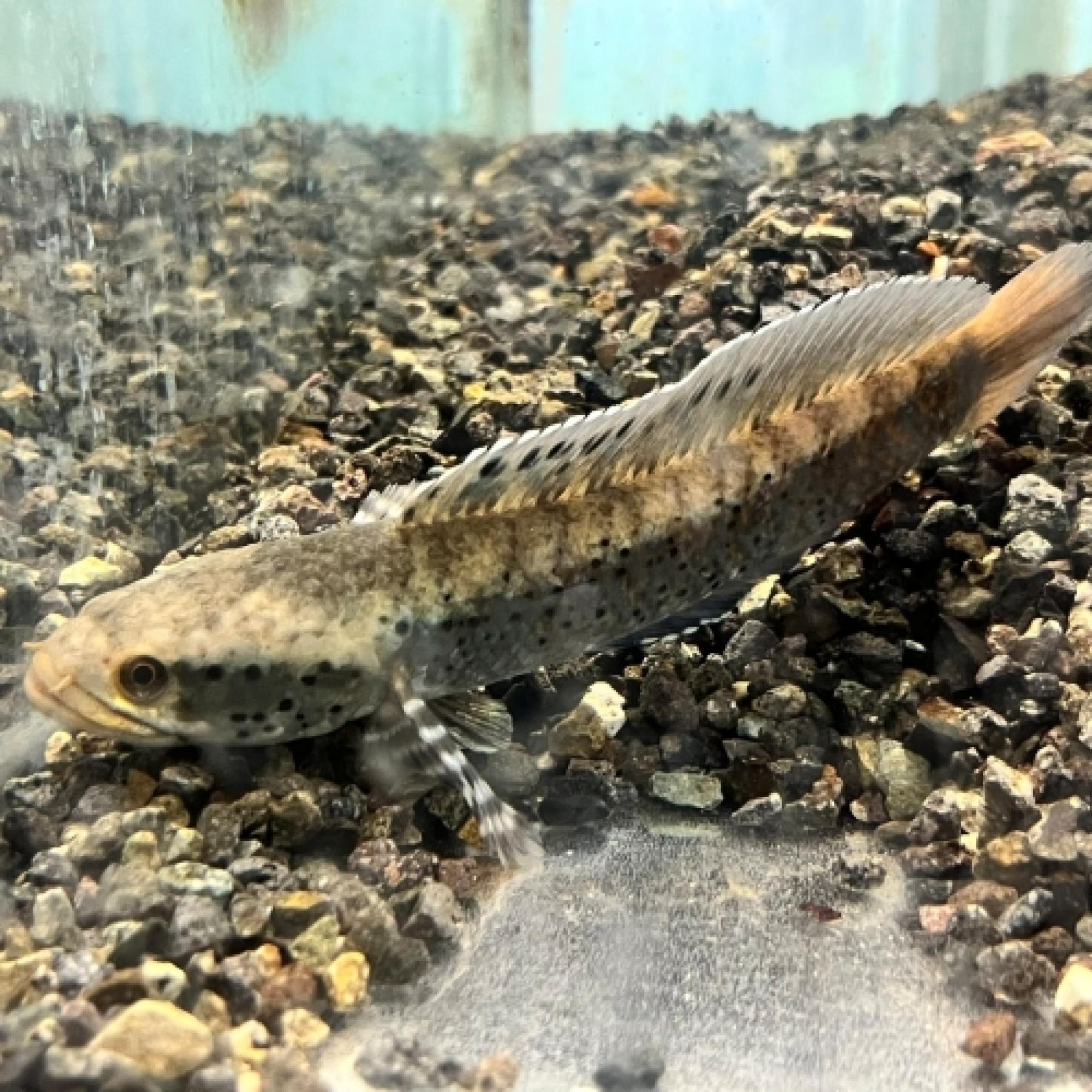 チャンナ・オルナティピンニス（ＭＬ）