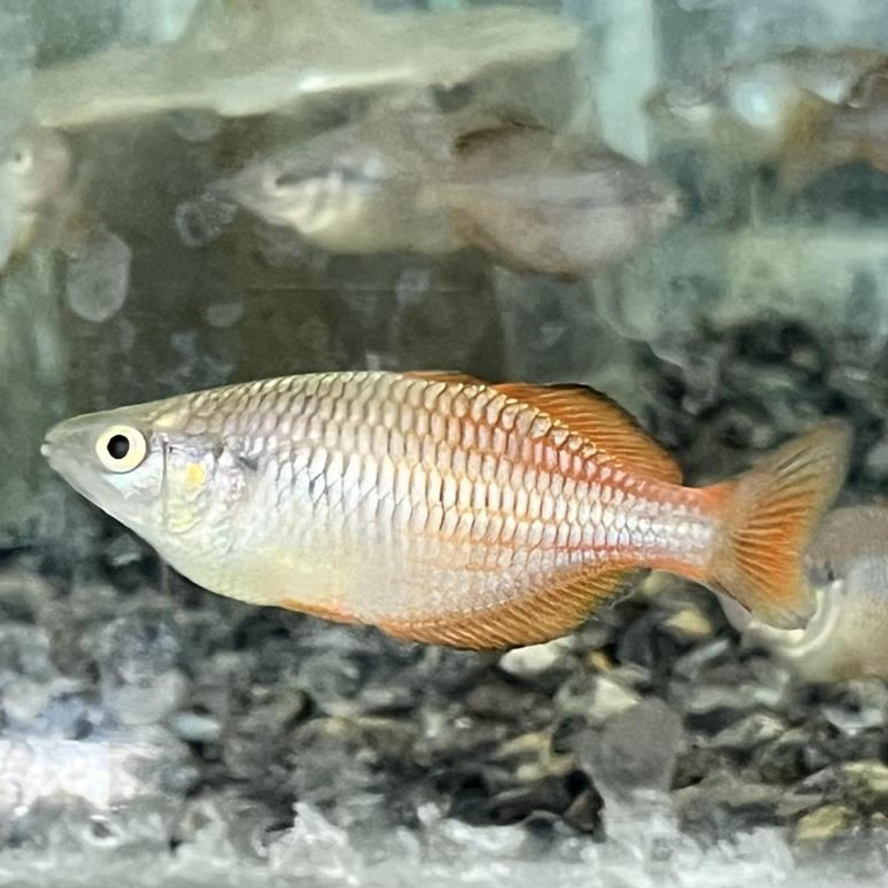 メラノタエニア・パルバ（ＬａｋｅＫｕｒｕｍｏｉ）