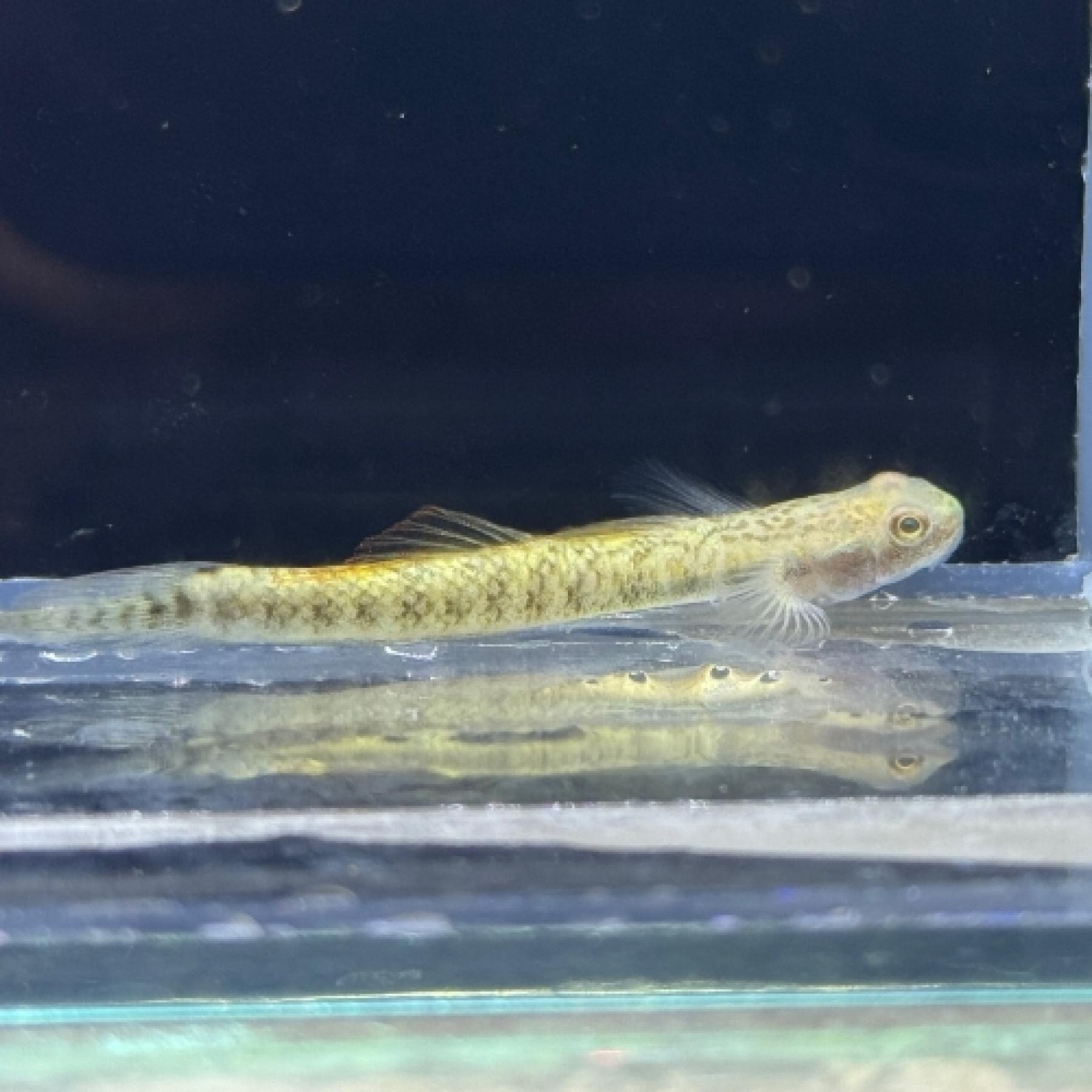 スティフォドン・ゼブリヌス（ｲﾝﾄﾞﾈｼｱ）※雄雌指定不可