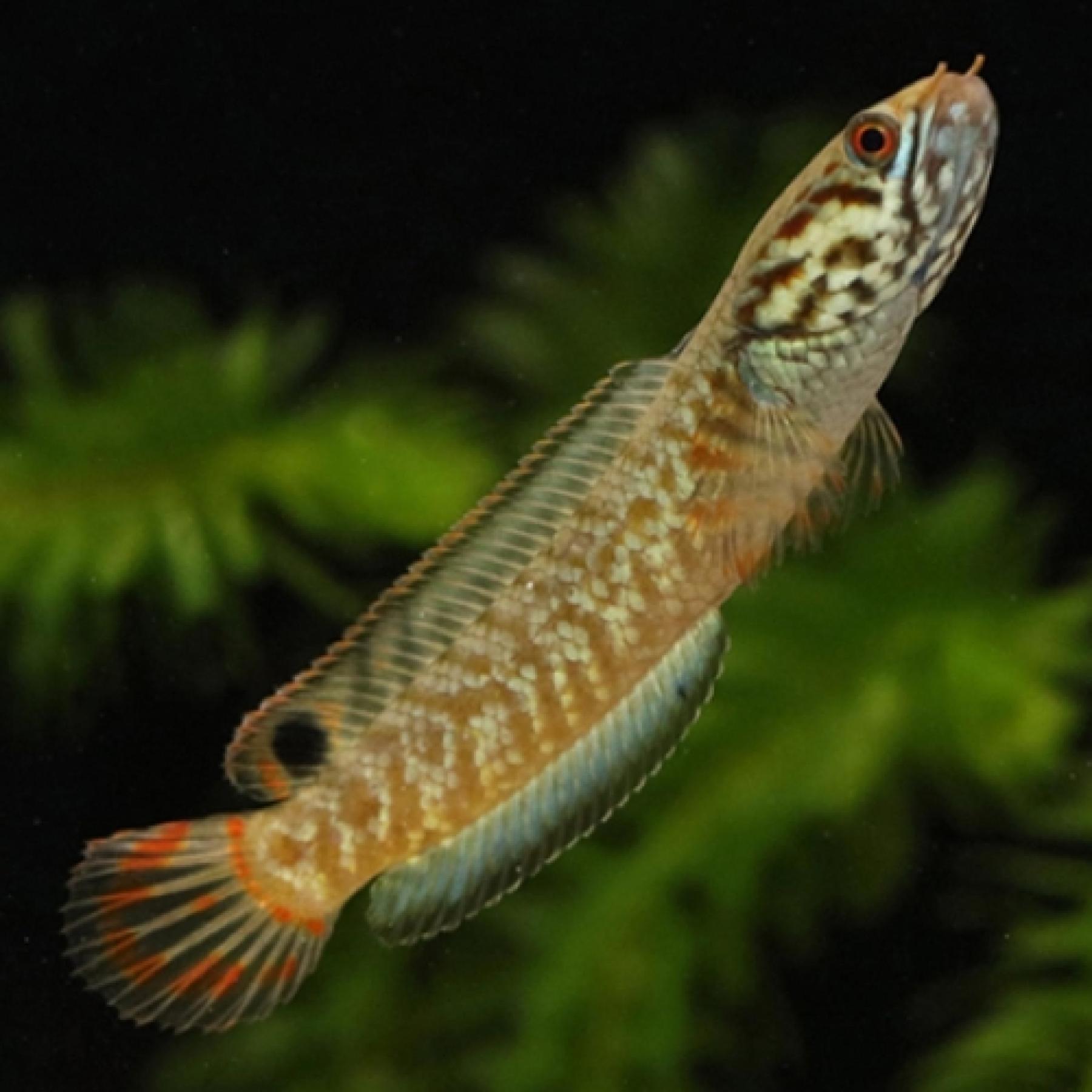 ワイルドレインボースネークヘッド