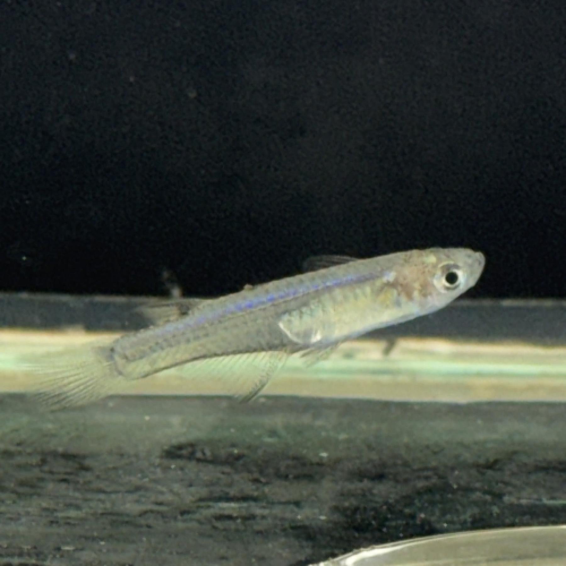 シュードムギル・シアノドーサリス（ブリード）（ペア）