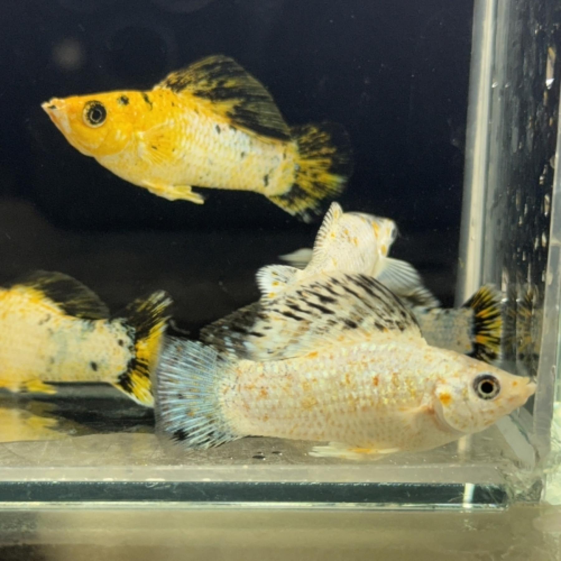 ニンジャモーリー