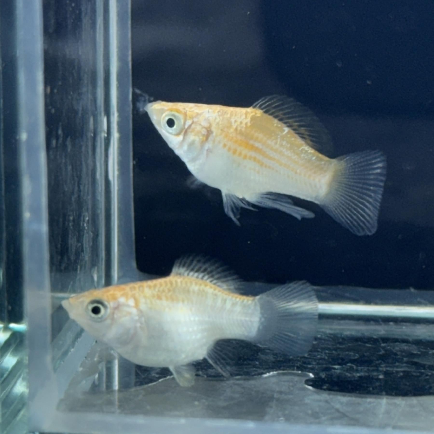 ゴールデンユカタンモーリー