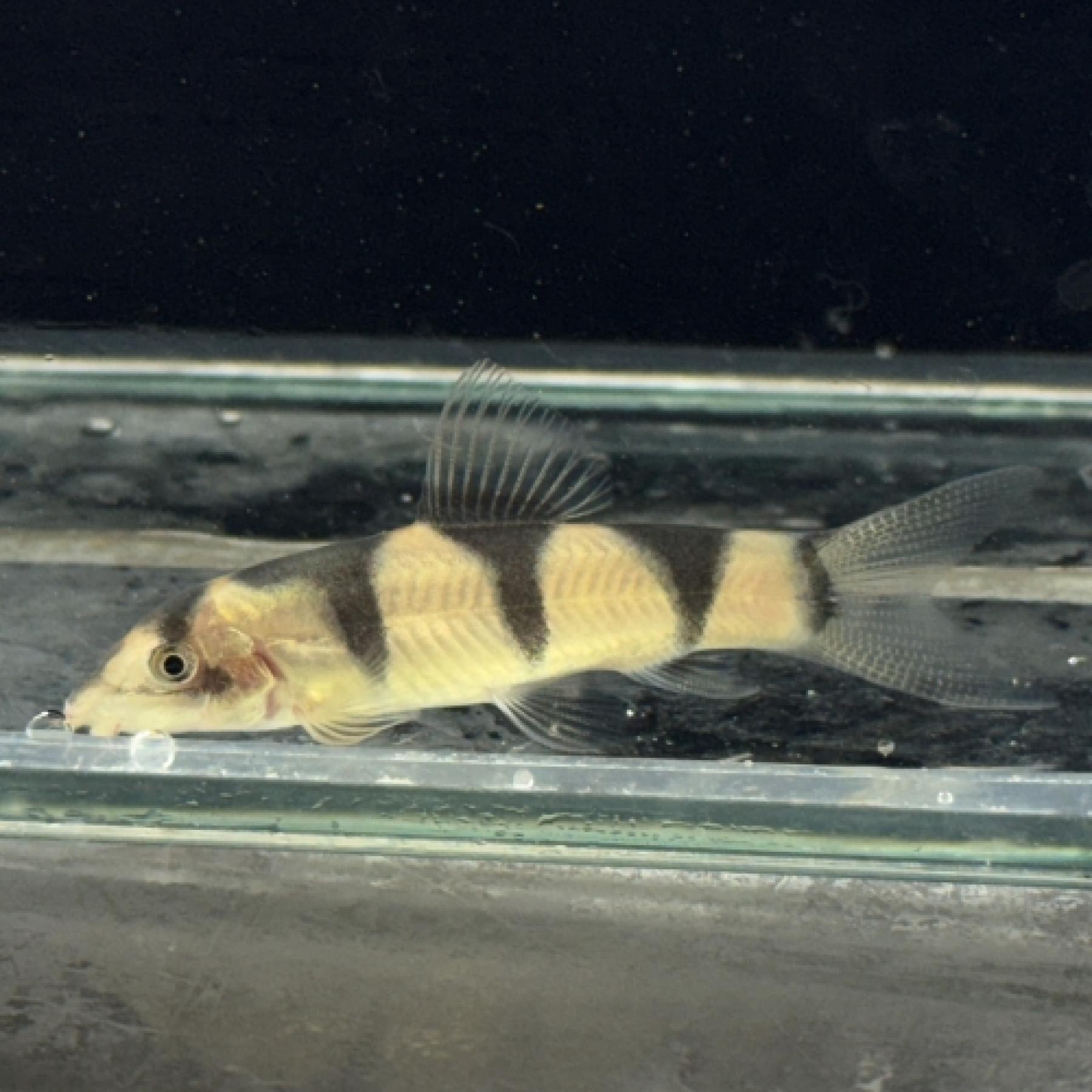 クラウンパキスタンローチ