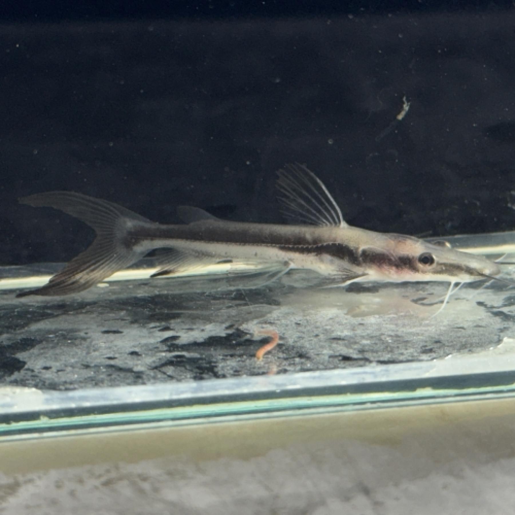 シャベルノーズキャット×タイガーシャベルノーズキャット（ブリード