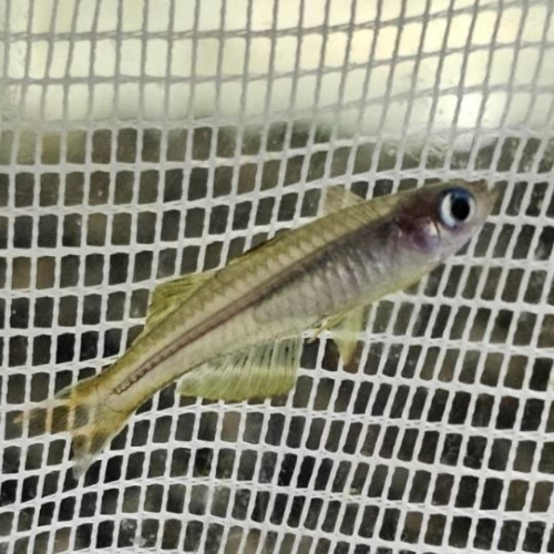 シュードムギル・イワントソフィ（ペア）