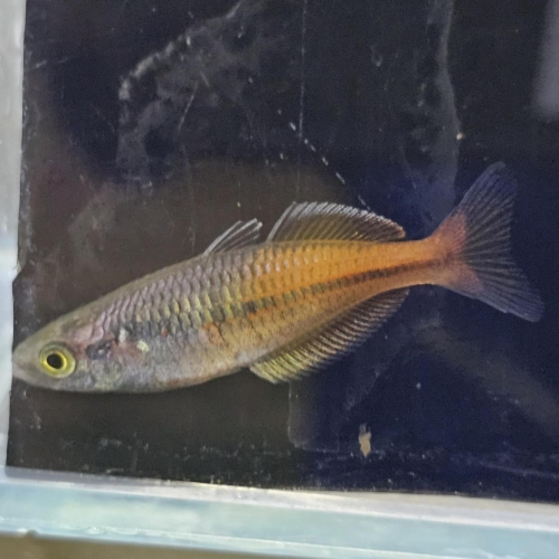 メラノタエニア・ボエセマニー　レッド（ＥＵブリード）