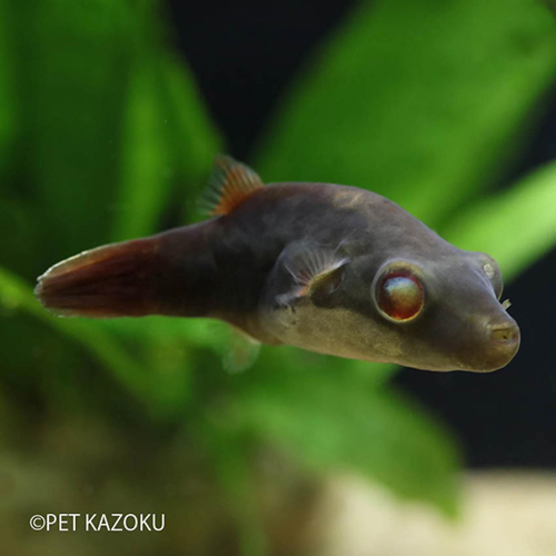 レッドテールアカメフグ（インドネシア）