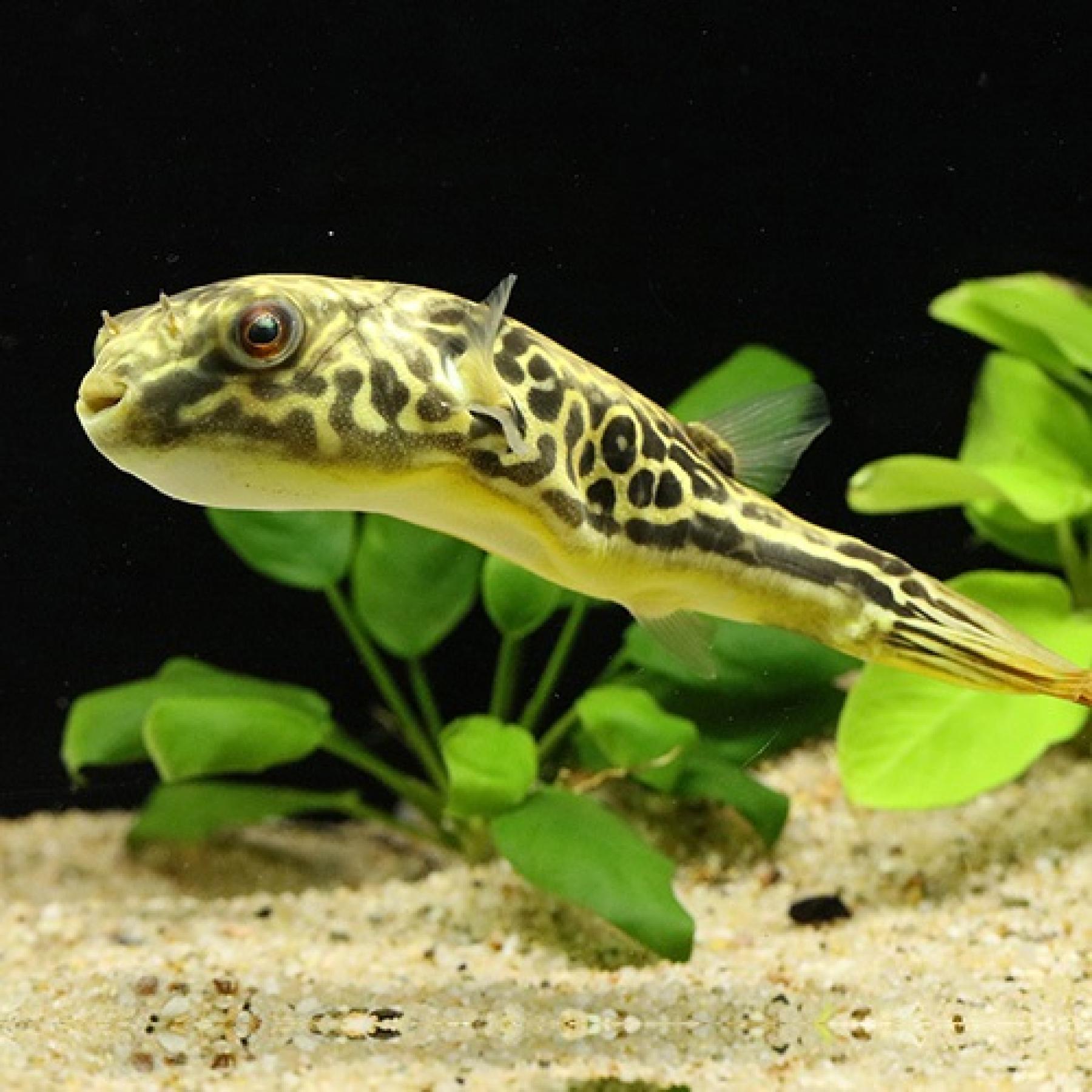 テトラオドン・ムブ（コンゴ）（Ｌ）