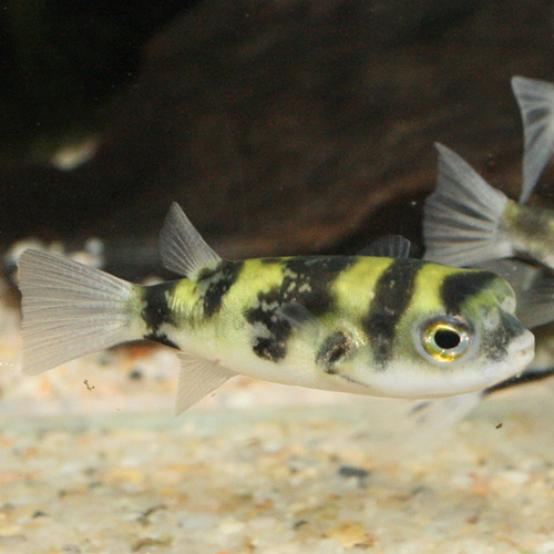 南米淡水フグ（ペルー）