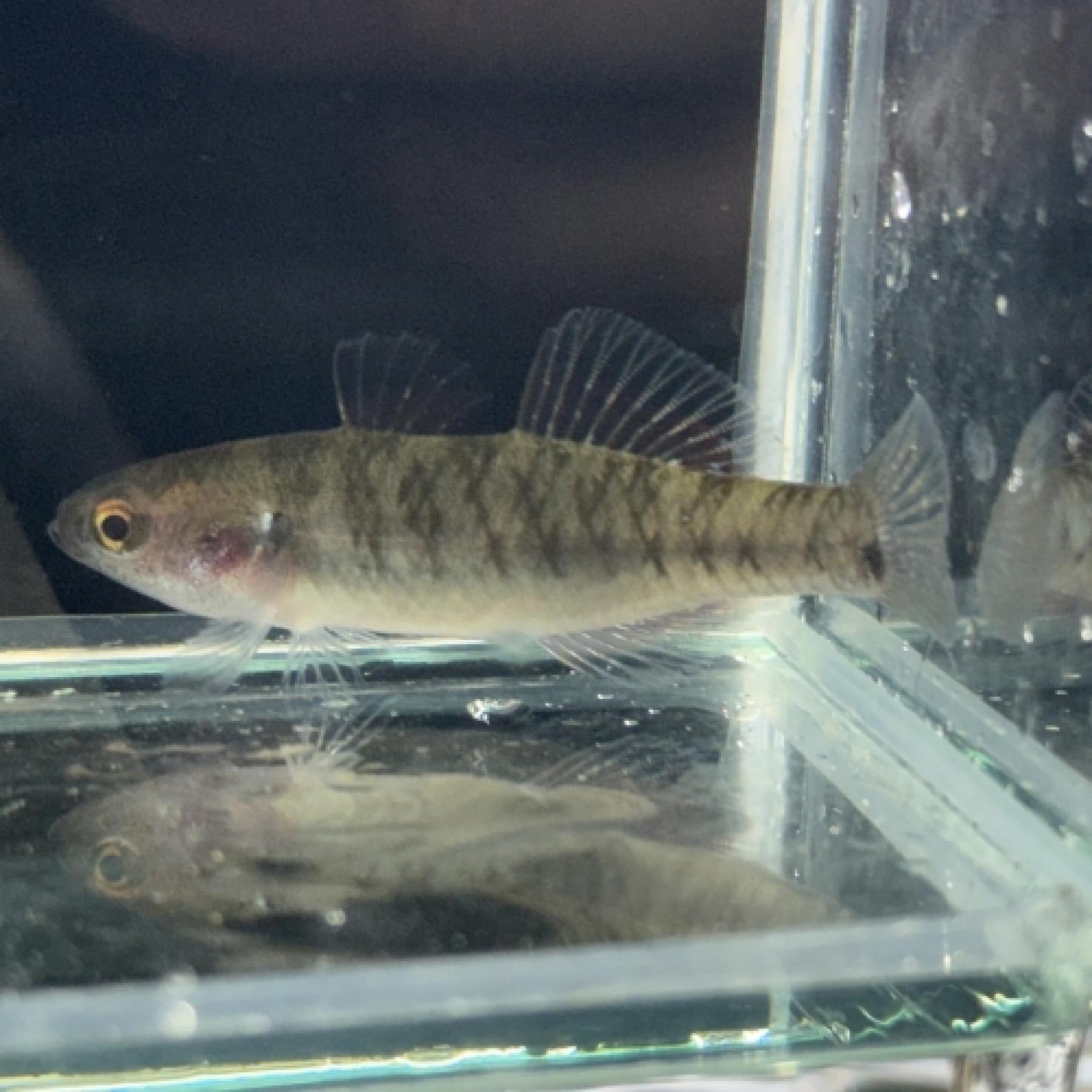 エンパイアガジョン（インドネシア）※雌雄指定不可