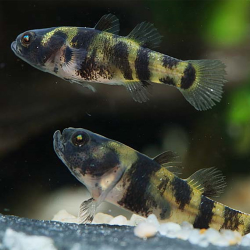 フレッシュウォーターバンブルビーゴビー