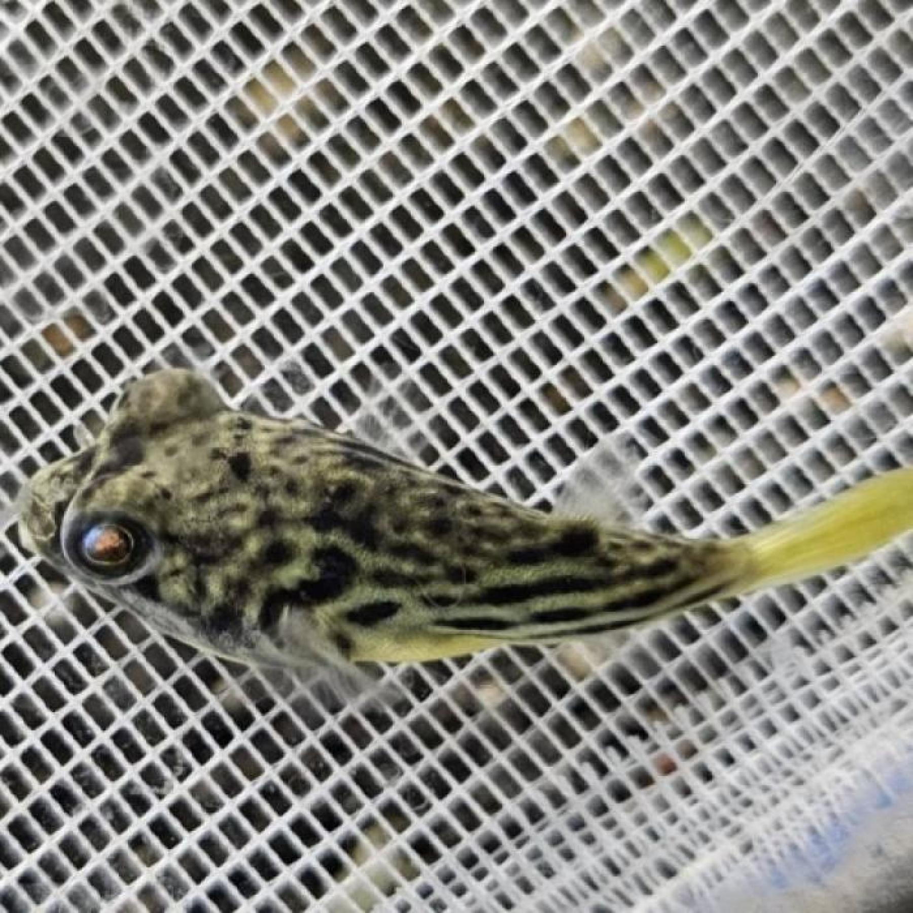 テトラオドン・パストゥレイタス（ブリード）