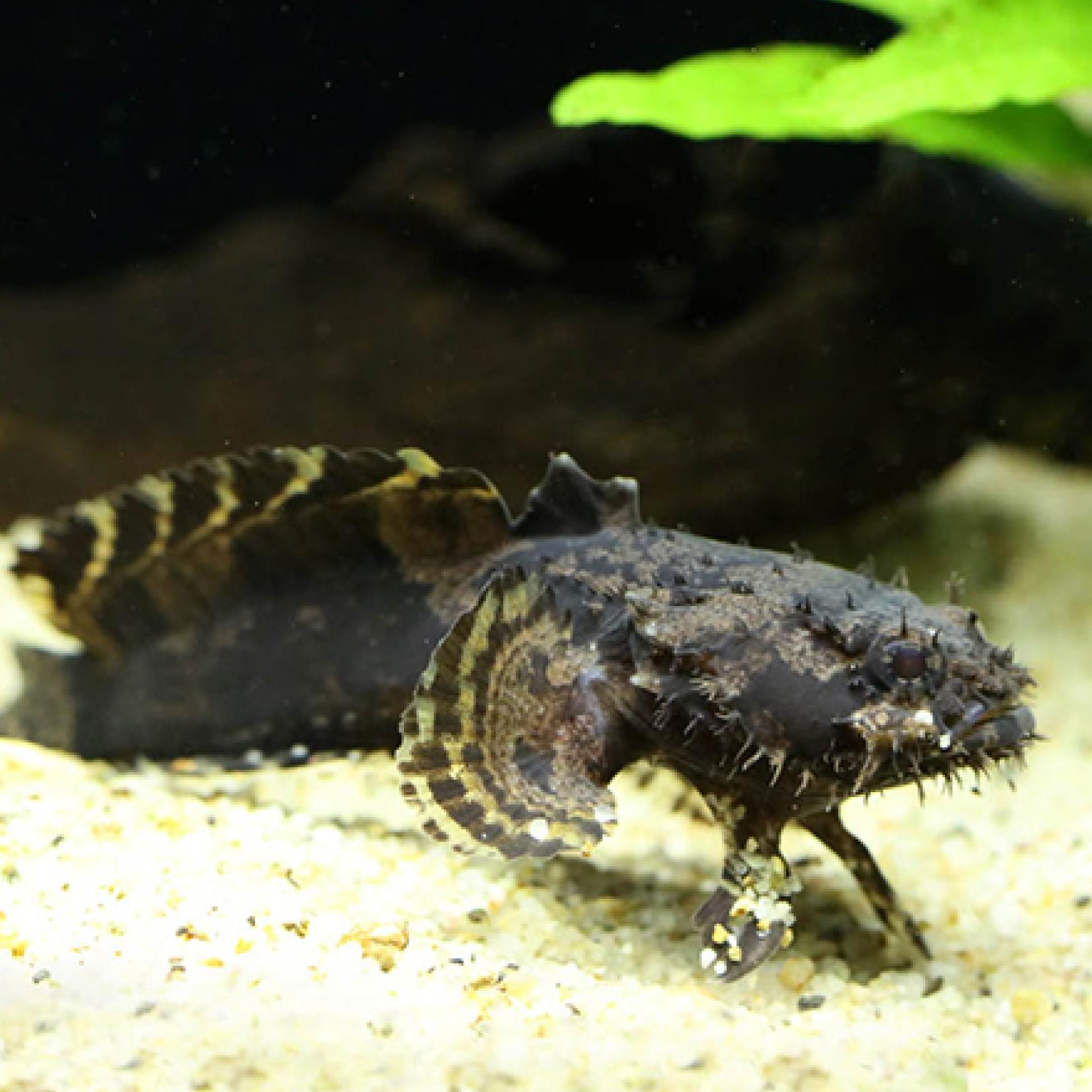 ベトナム淡水アンコウ