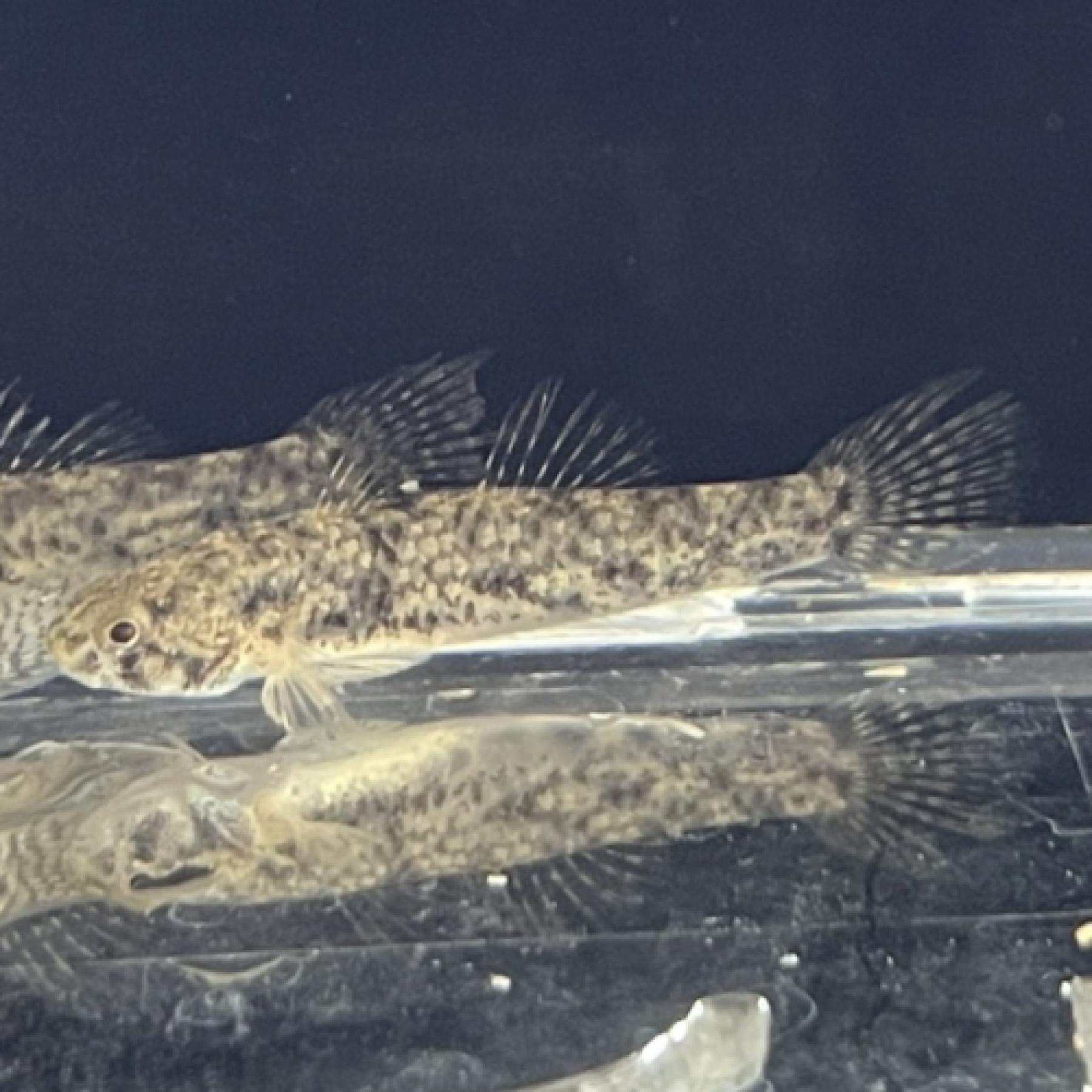 スレッドフィンマングローブゴビー（ベトナム）