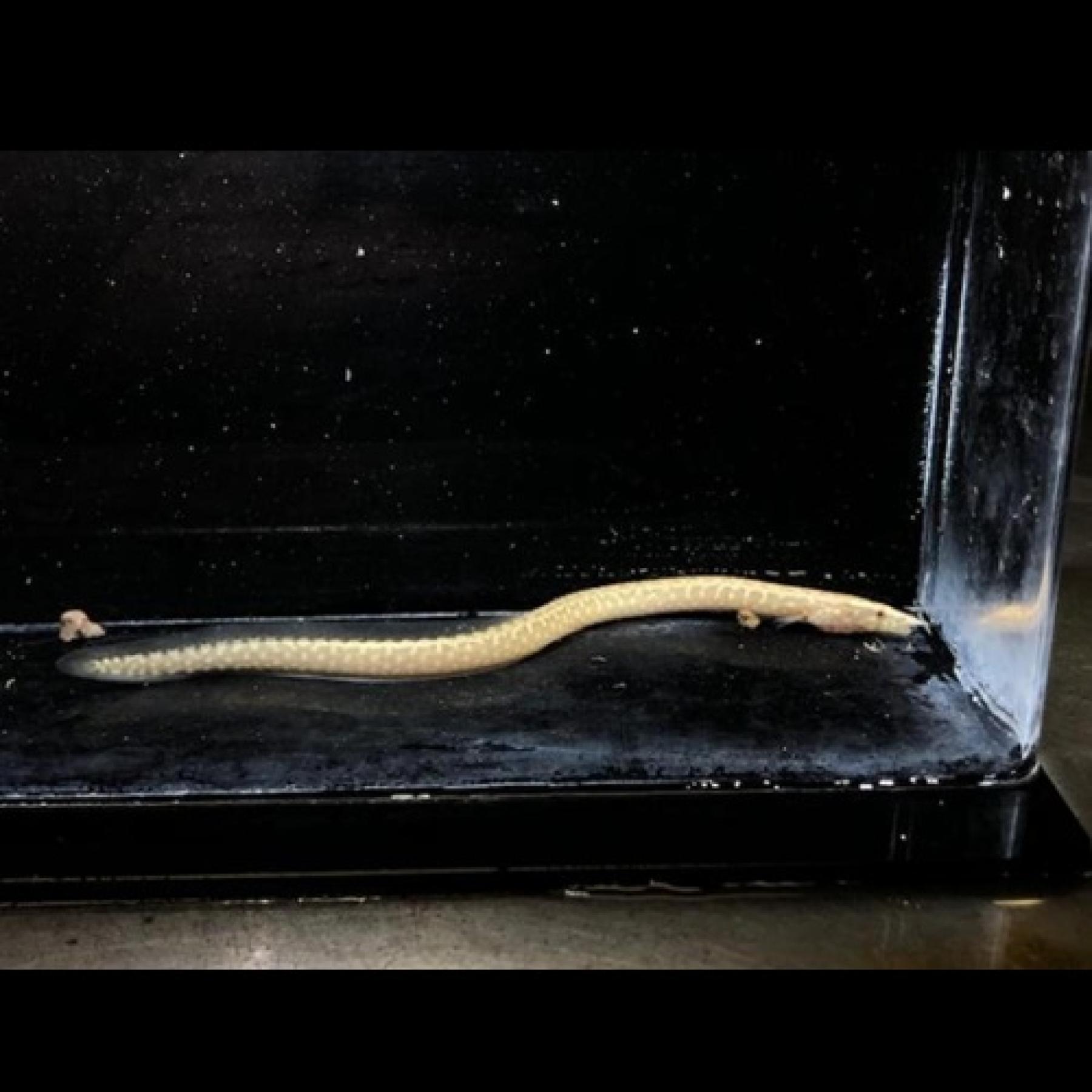 アフリカンスパイニーイールグレショフィー（コンゴ）