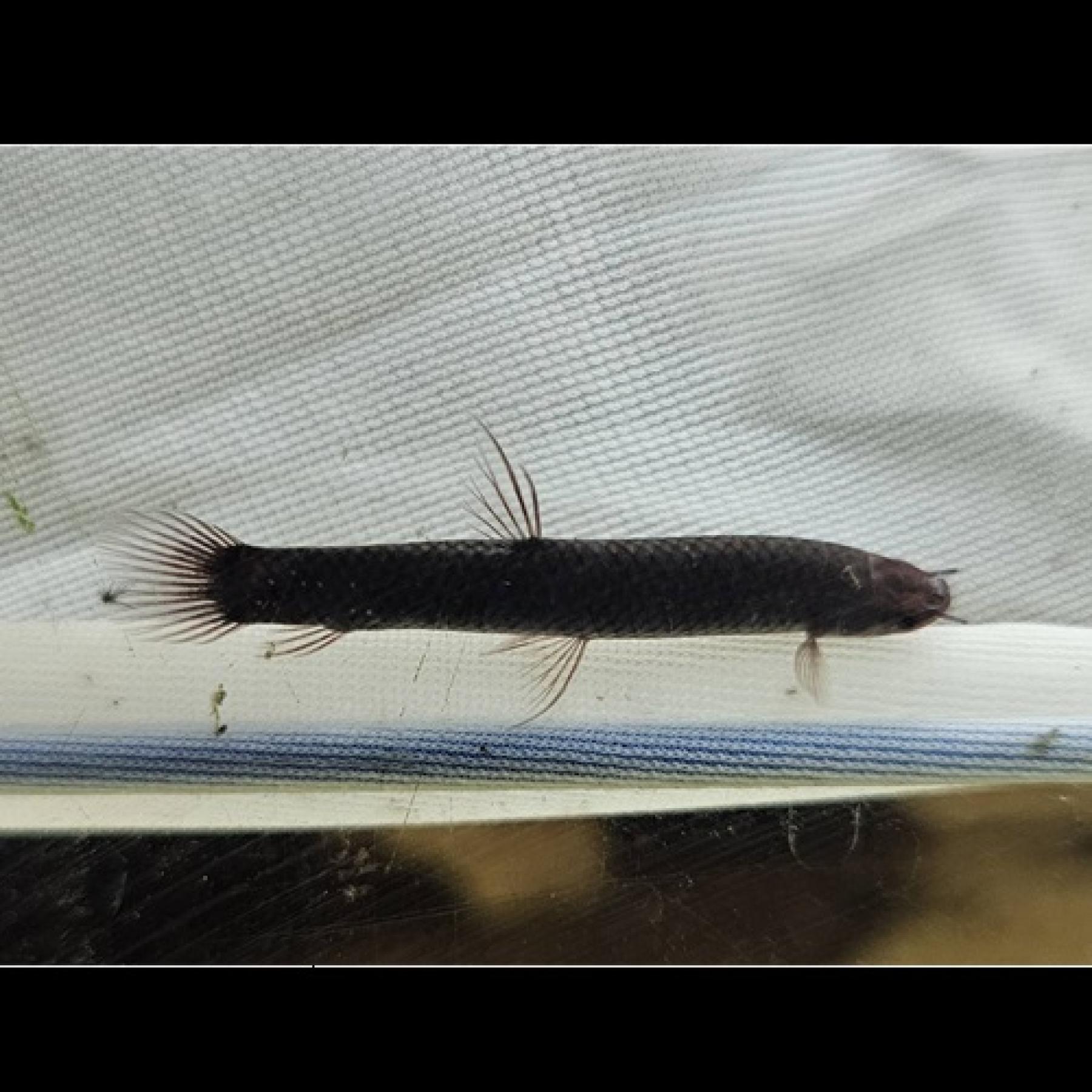 アフリカンマッドフィッシュ（Ｍ）