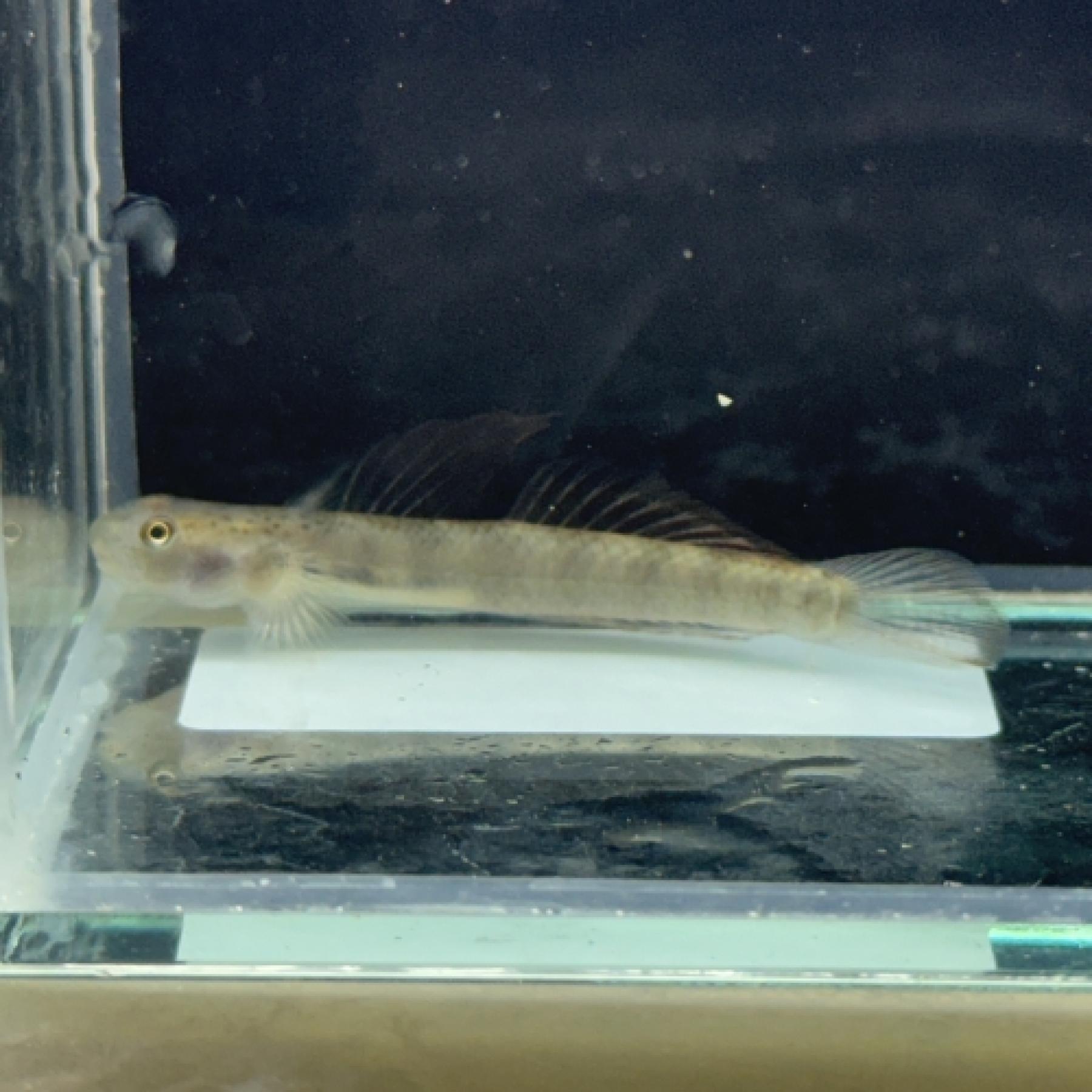 オレンジフィンゴビー