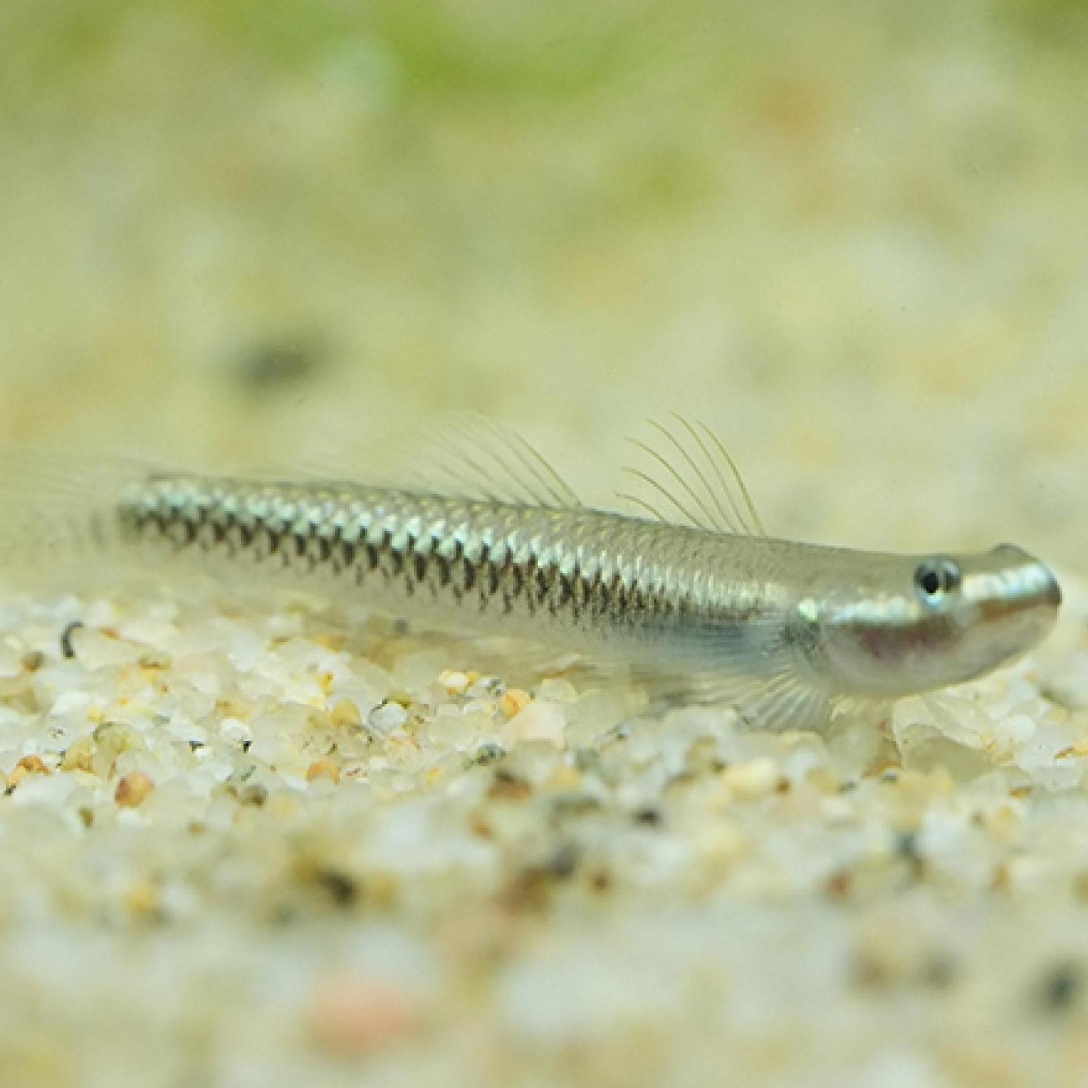 ブルーネオンゴビー（インドネシア産）