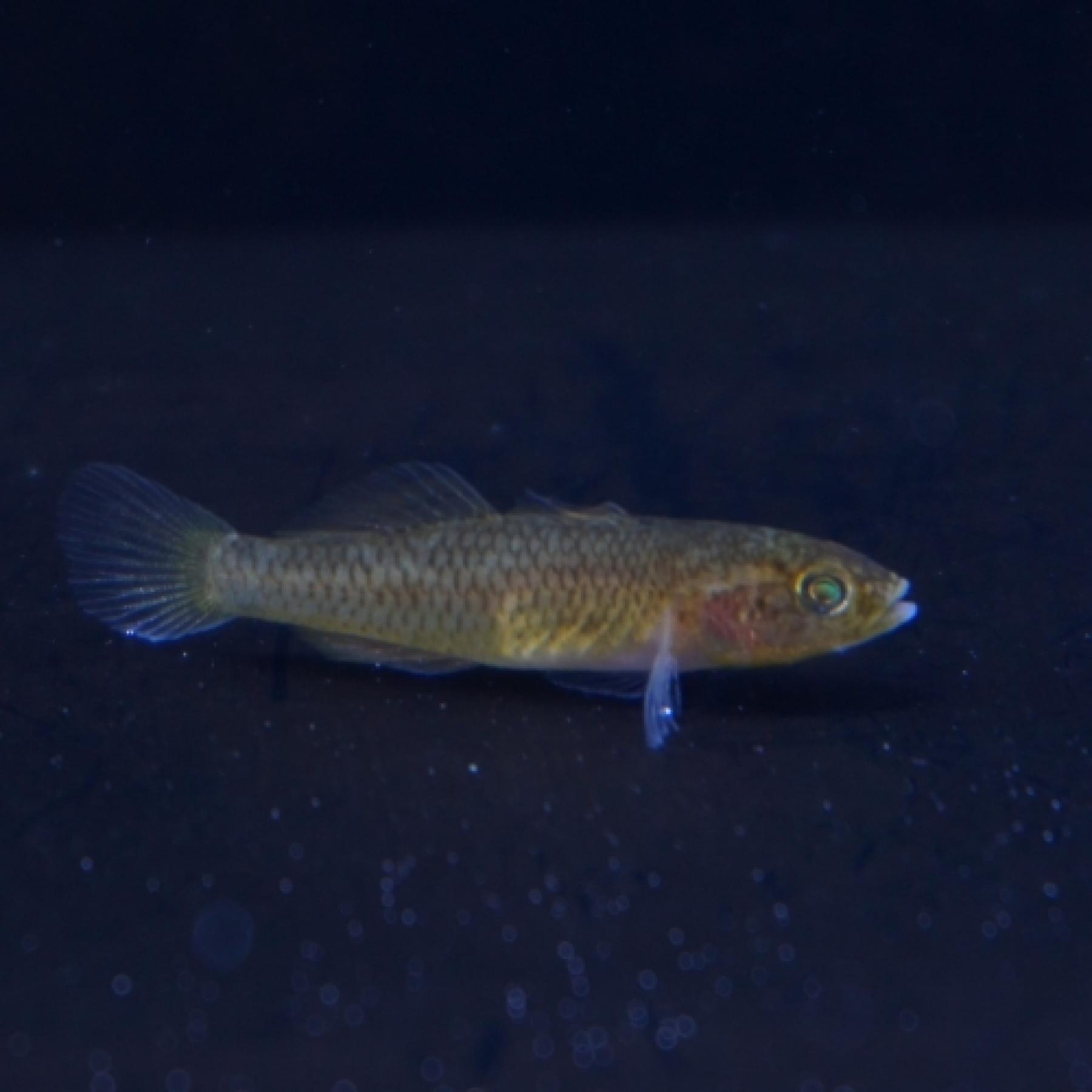 スラウェシイエローゴビー