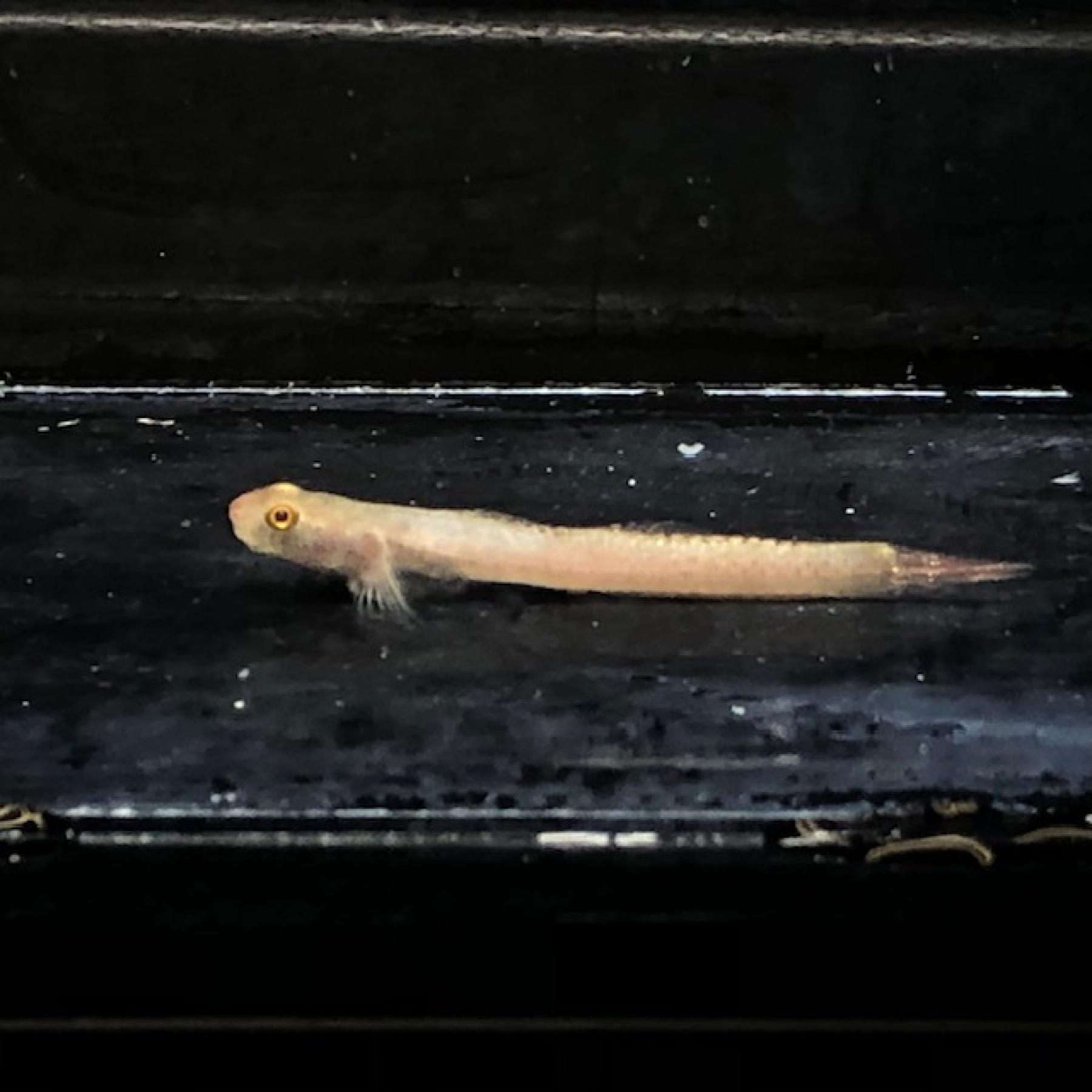 スティフォドン・スルルフス（インドネシア）※雌雄指定不可