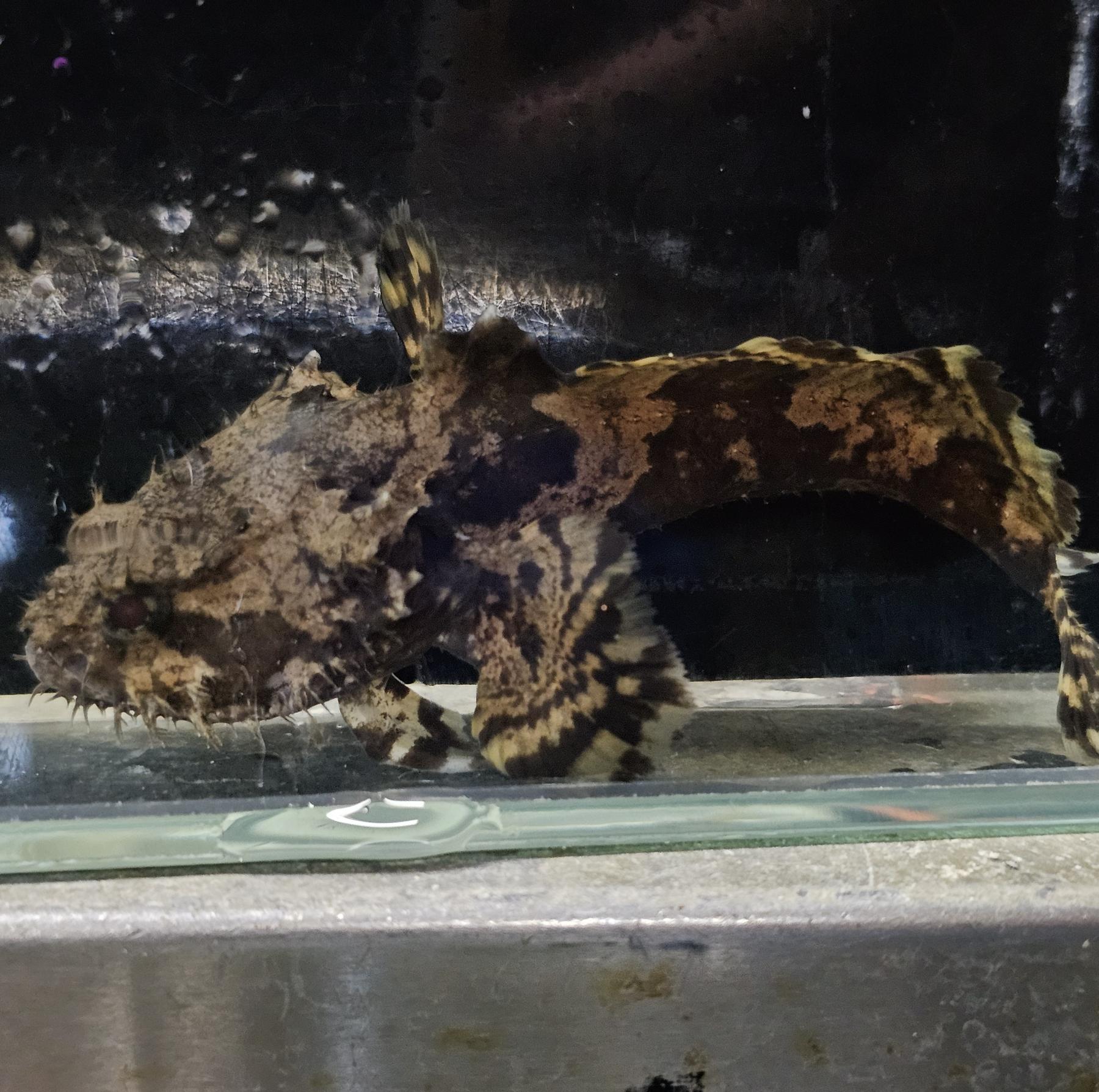 ベトナム淡水アンコウ（ML)