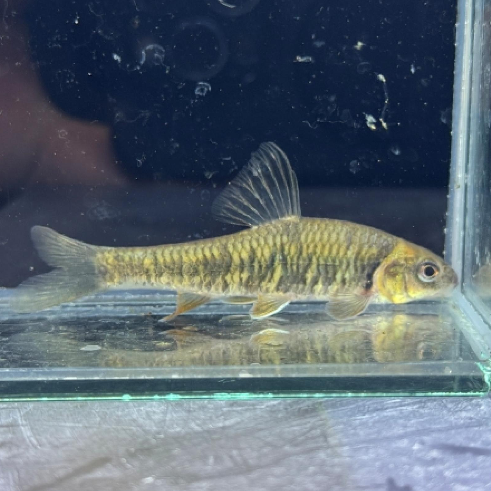 サルコケイリクティス・ダビディ（中国）