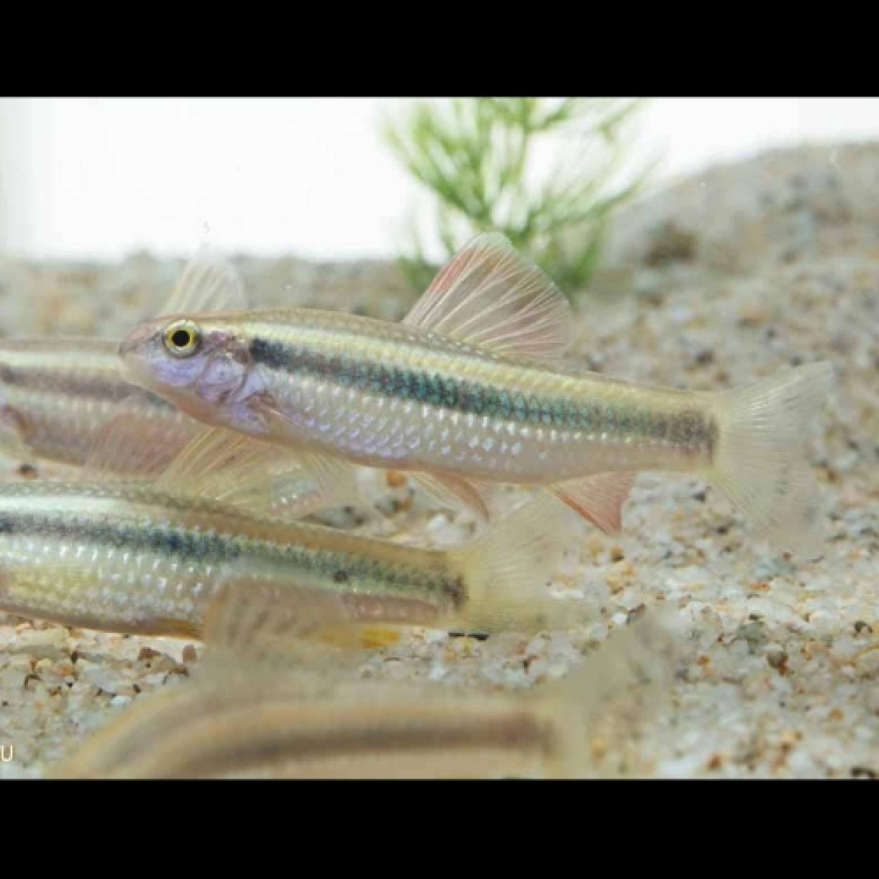 サルコケイリクティス・パルバ