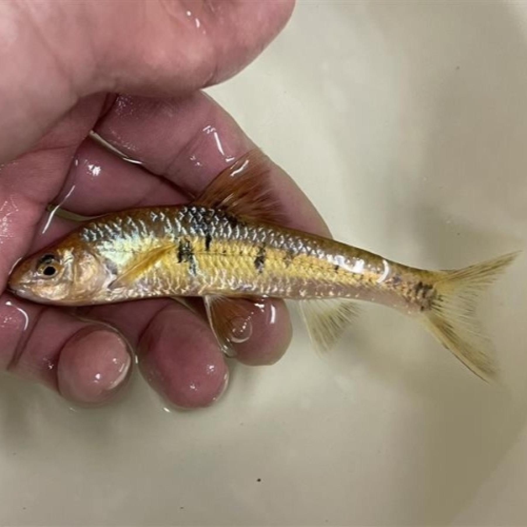 サルコケイリクティス・ニグリピンニス（ベトナム）