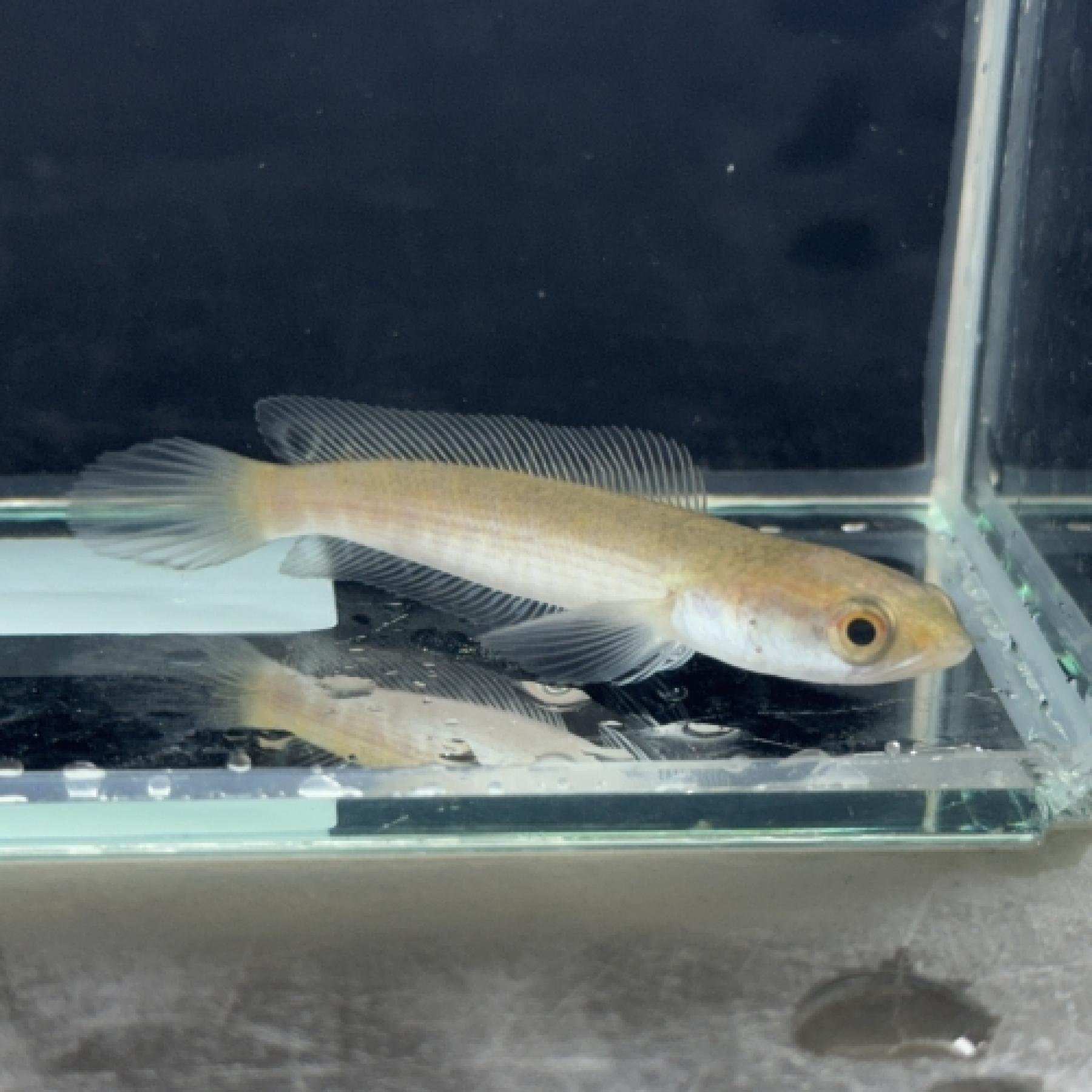 チャンナ・ストリアータ（ブリード）