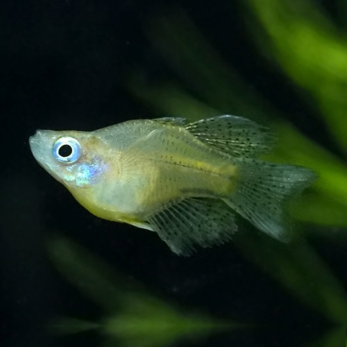 バタフライレインボーショートボディ