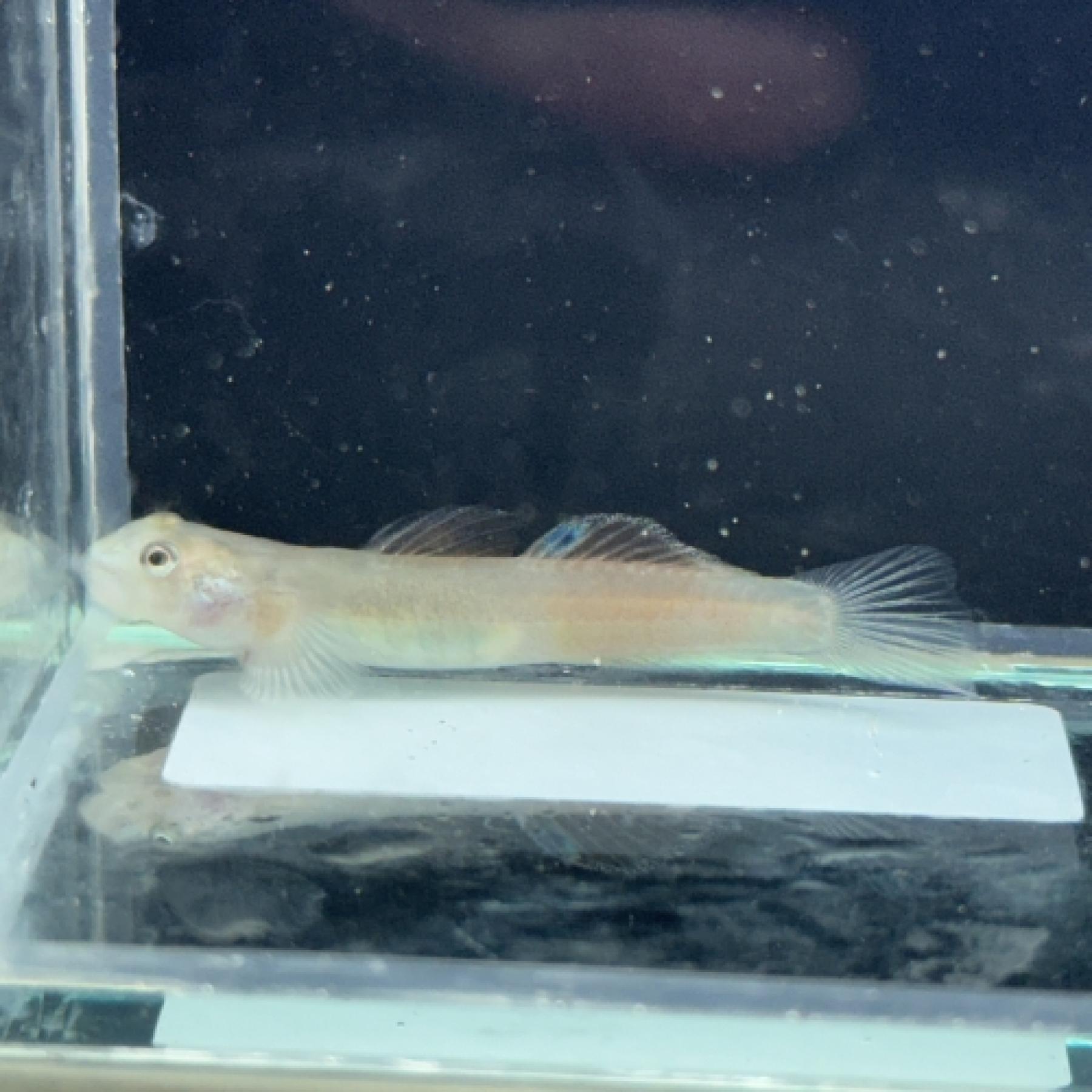 レンティペス・ミンダナオエンシス（インドネシア）