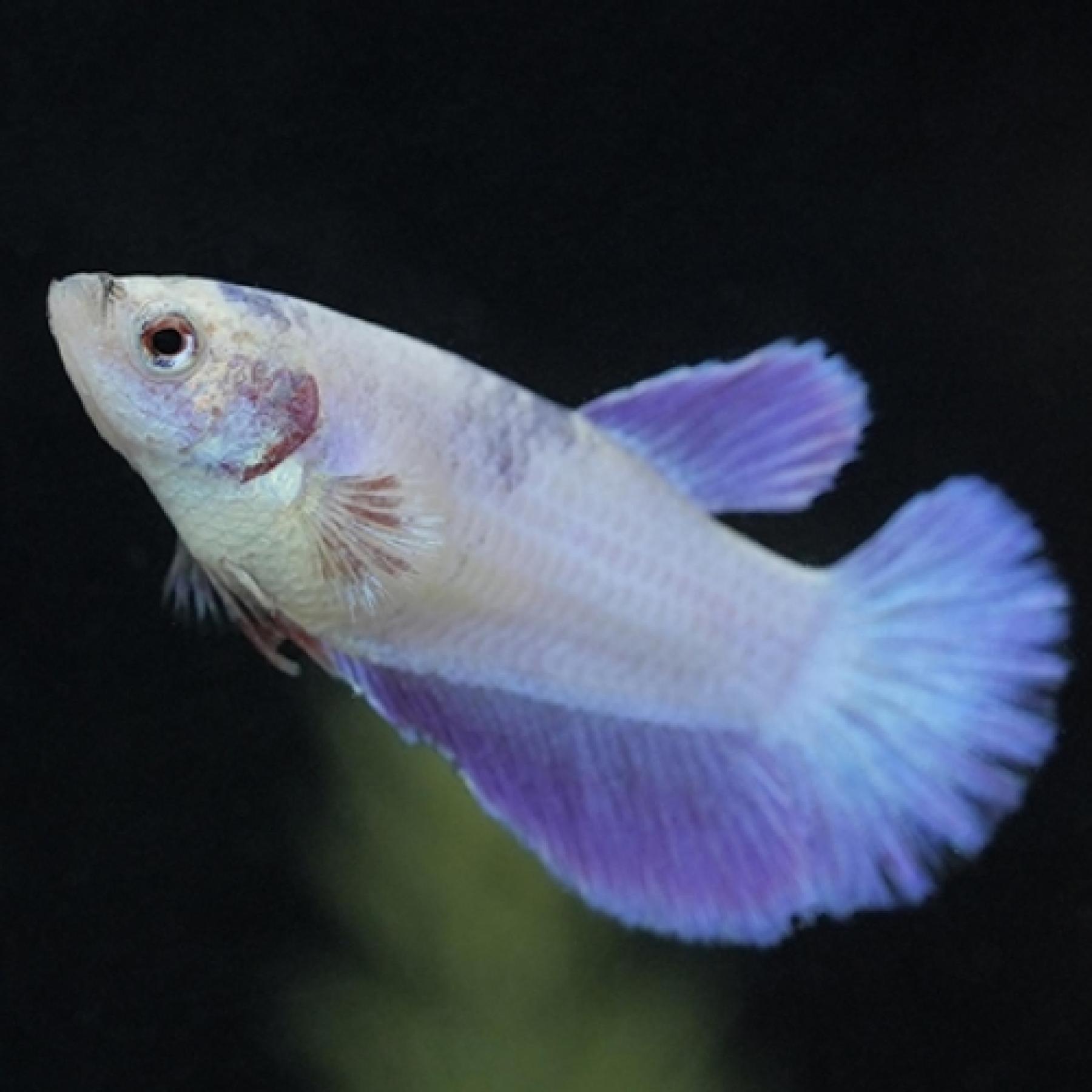 スーパーデルタベタ（メス）