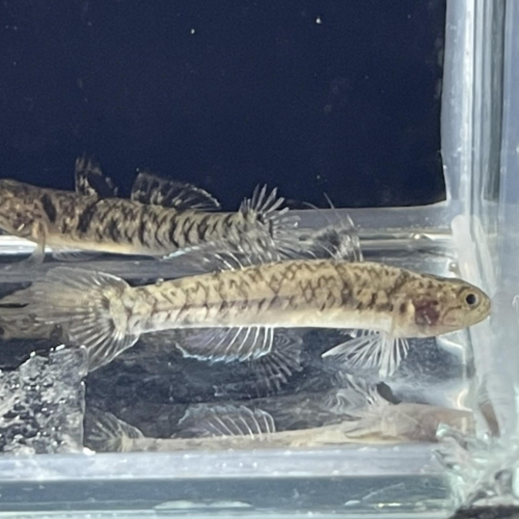 ナミハゼ（ベトナム）