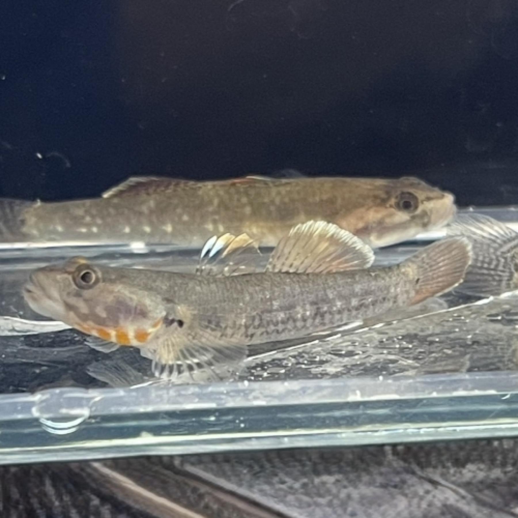 リノゴビウス・ゾウイ（ベトナム）