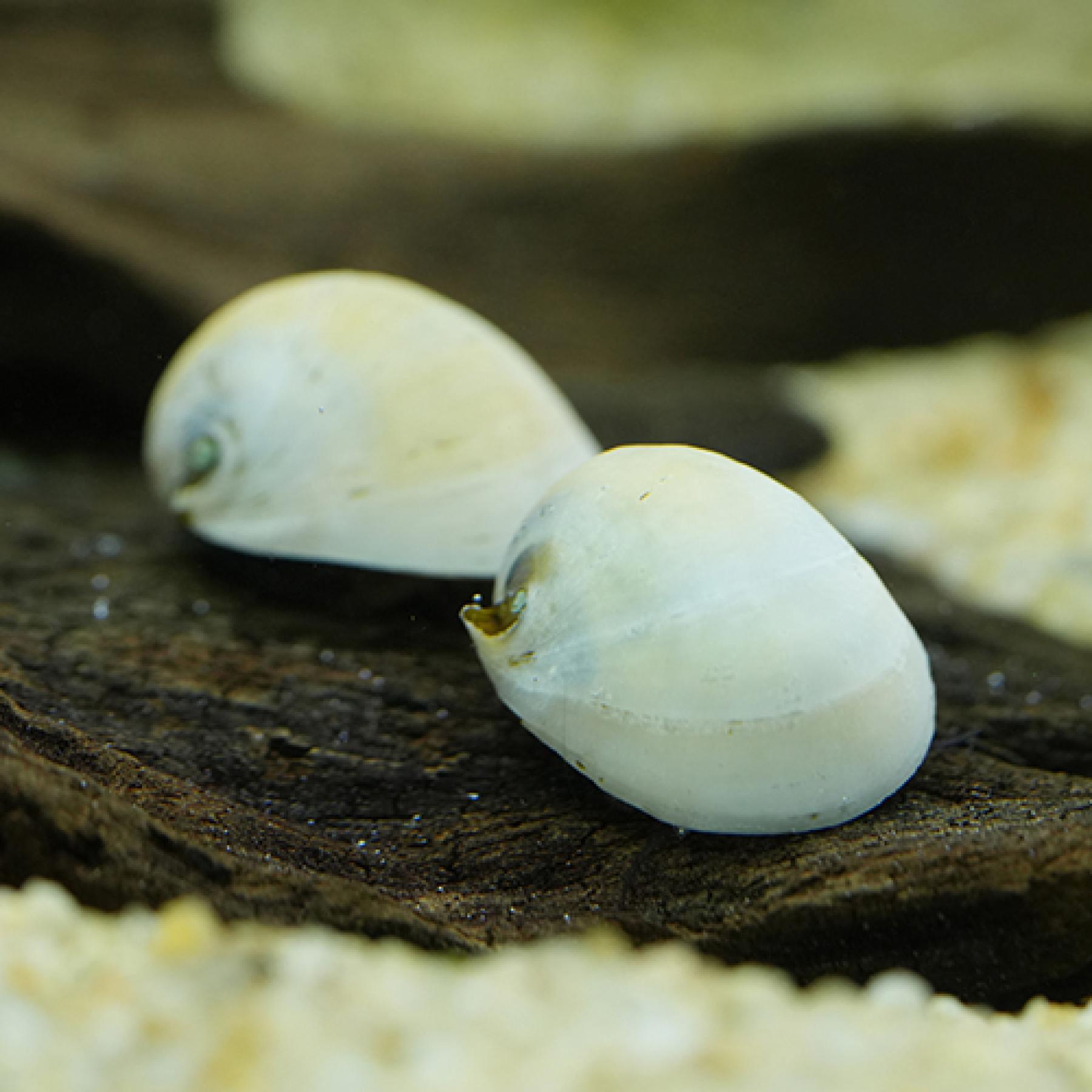 ベルーガスネール