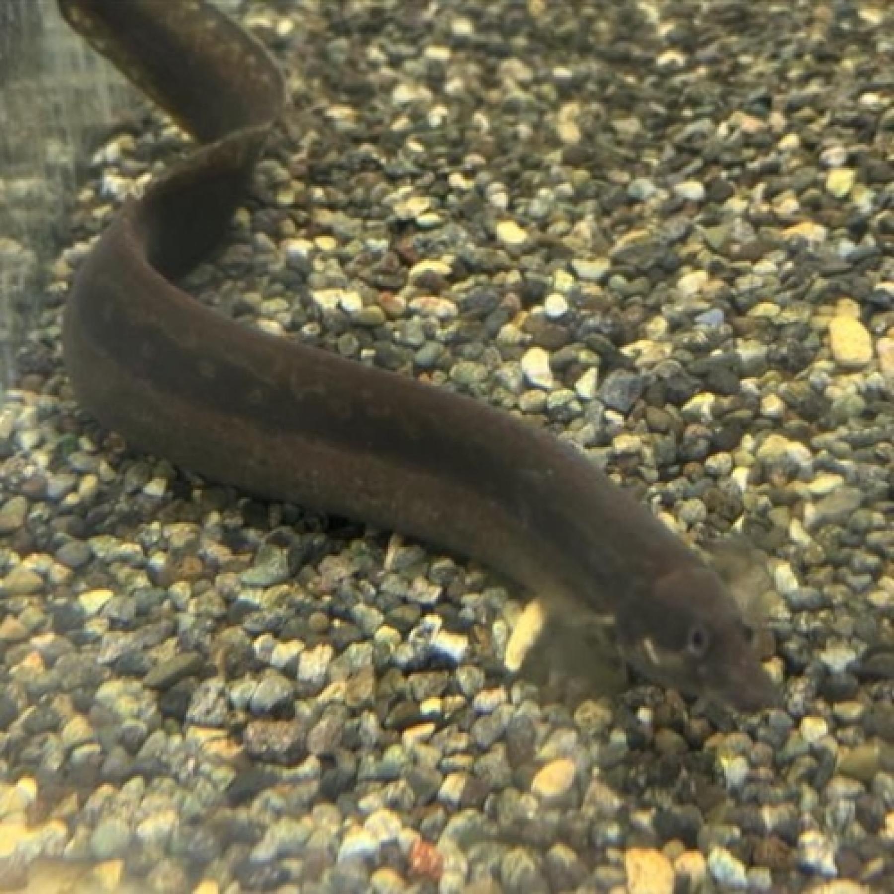 マスタセンベルス・ノトフタルムス（インドネシア）