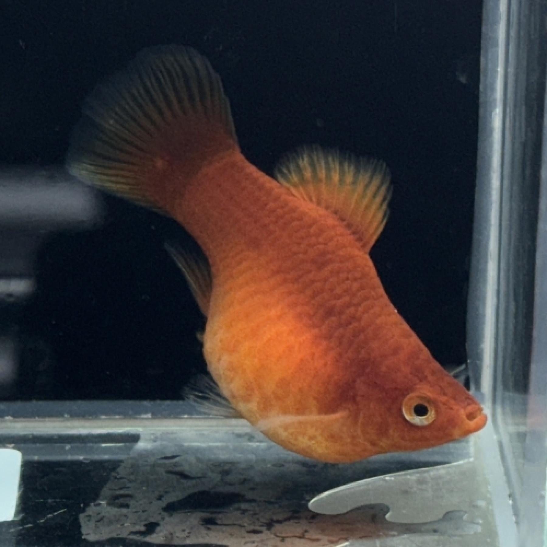 バルーンレッドプラティ（Ｌ）