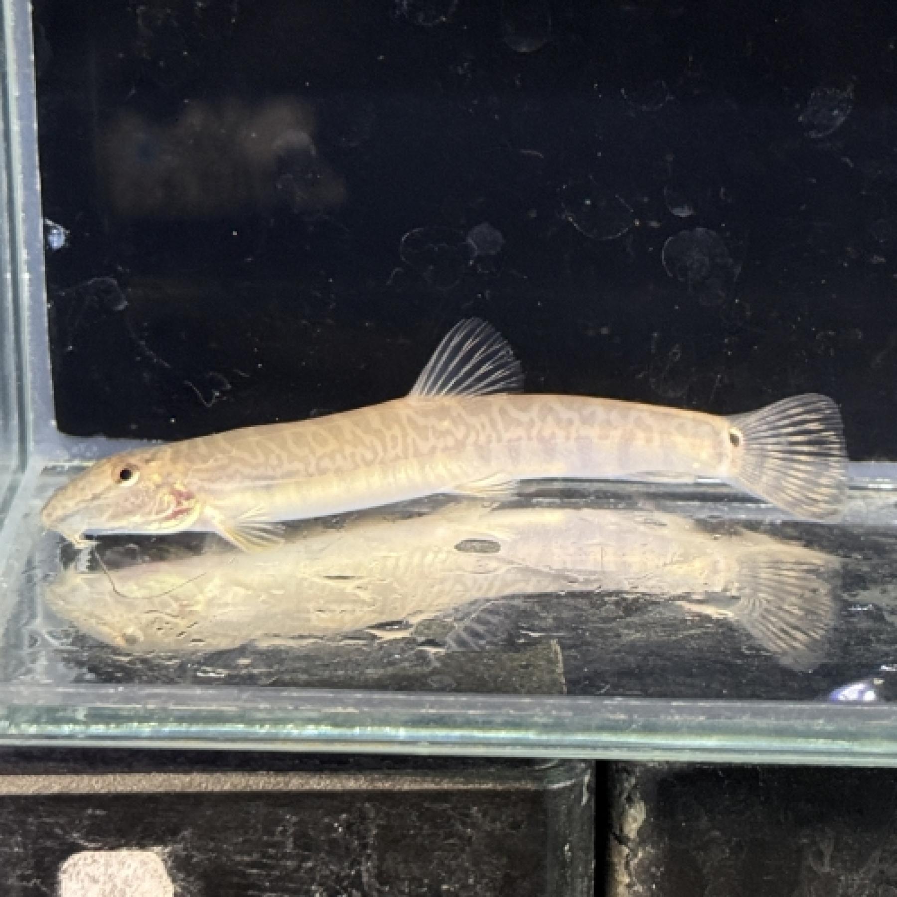 コビティスｃｆシネンシス