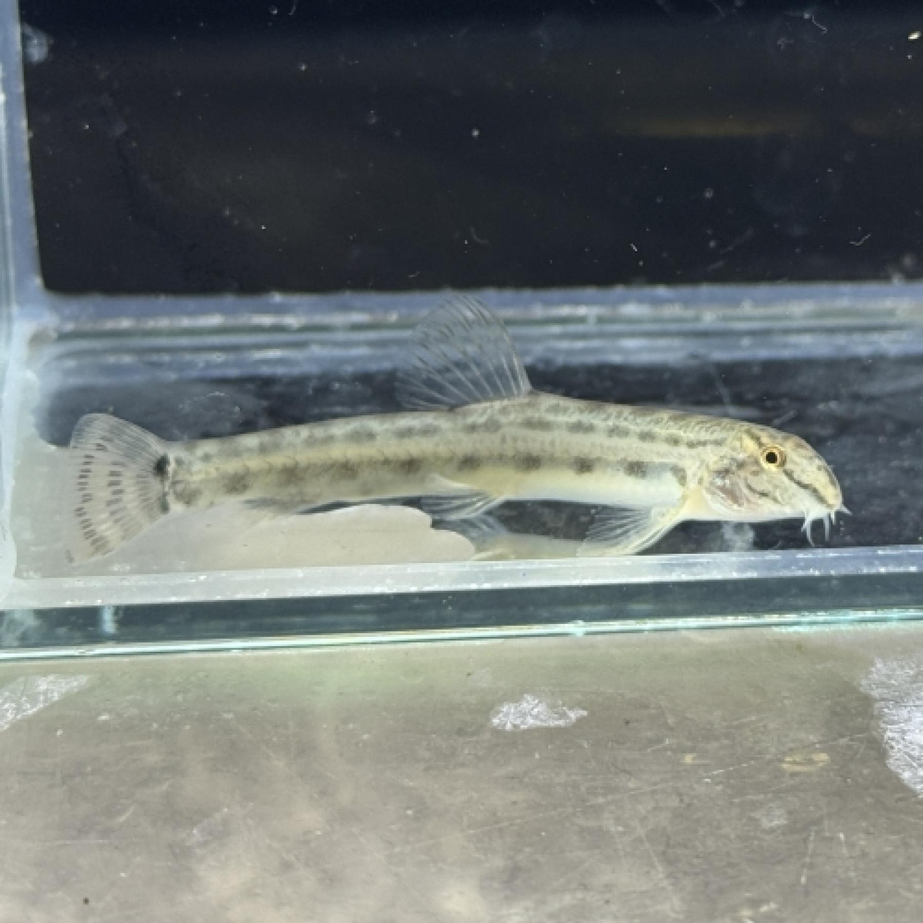 コビティス・タエニア