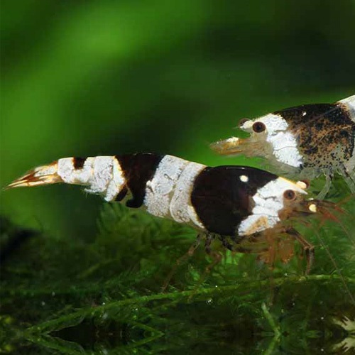 黒ビーシュリンプ