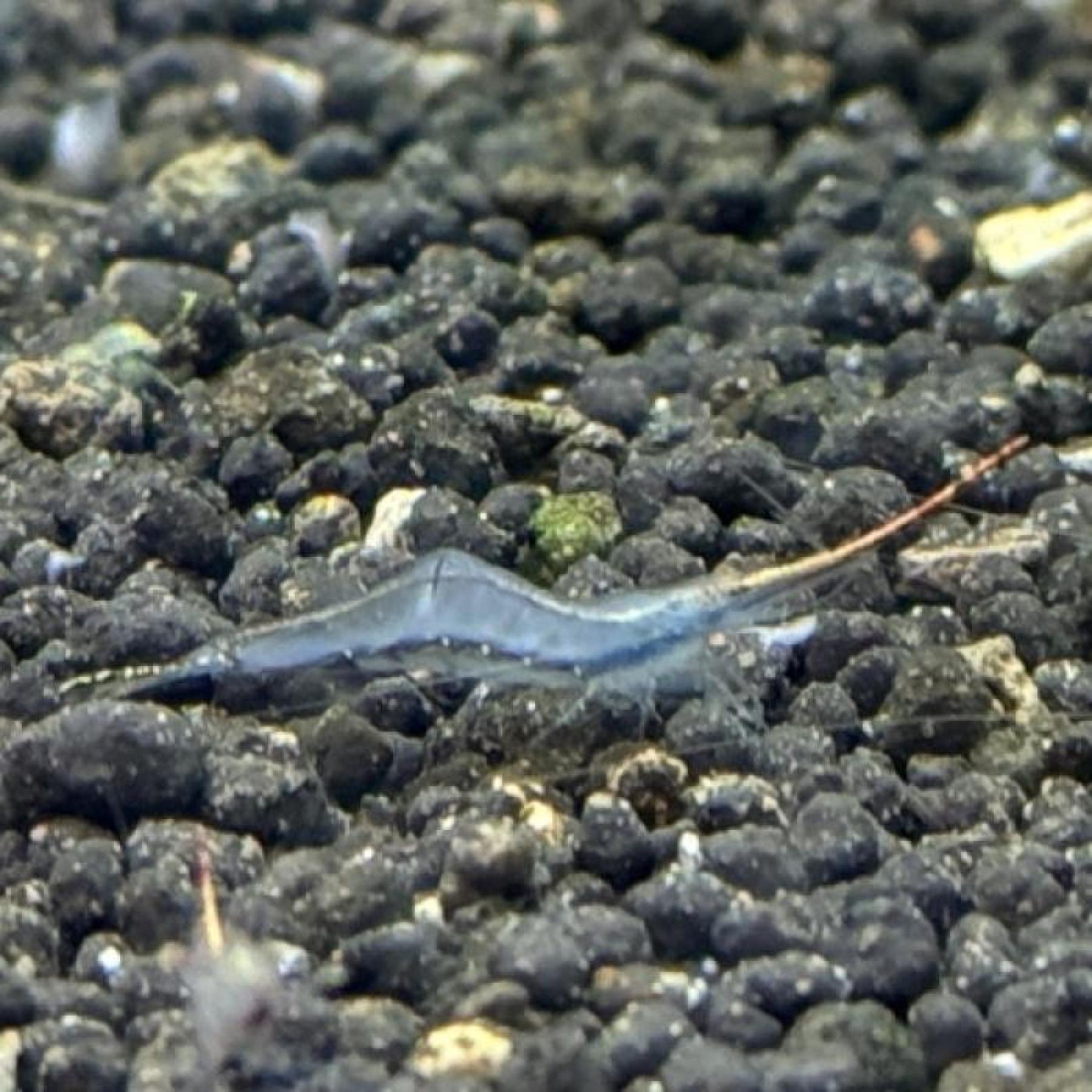 ピノキオシュリンプ（ジャワ）