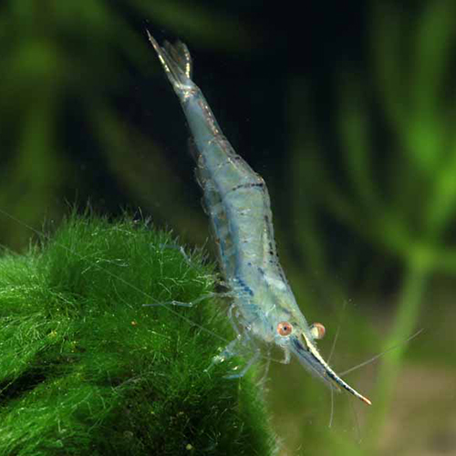 ピノキオシュリンプ（インドネシア）