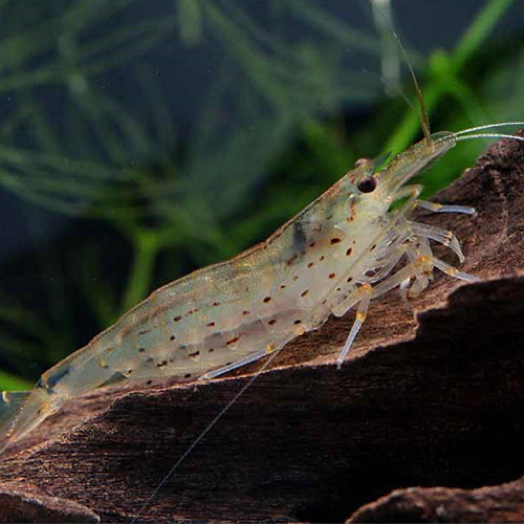 国産ヤマトヌマエビ（ML-L）